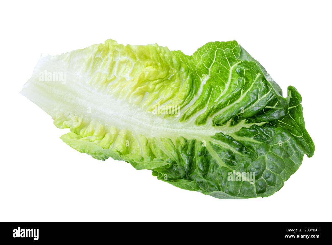 Grüner Salatkohl isoliert auf weißem Grund. Beschneidungspfad Stockfoto