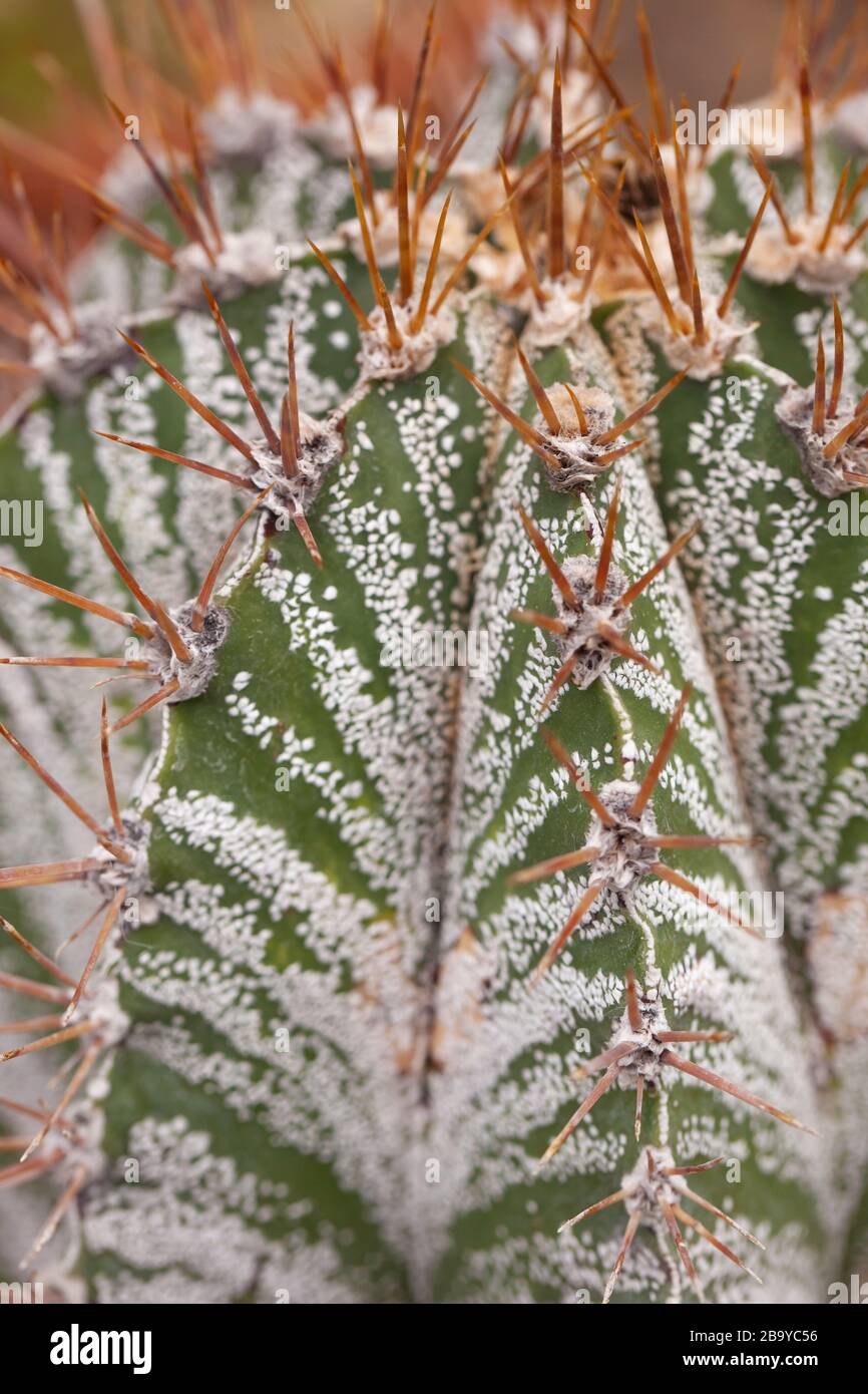 Pflanzen & Gärten - Makroaufnahmen von Kakteen in einem Wintergarten in Essex. Stockfoto