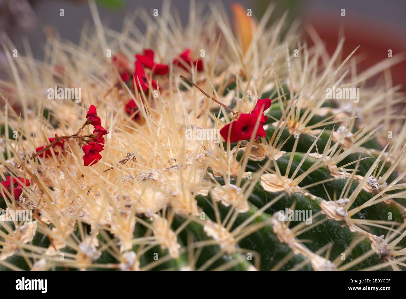 Pflanzen & Gärten - Makro der blühenden Kakteen in einem Wintergarten in Essex. Stockfoto