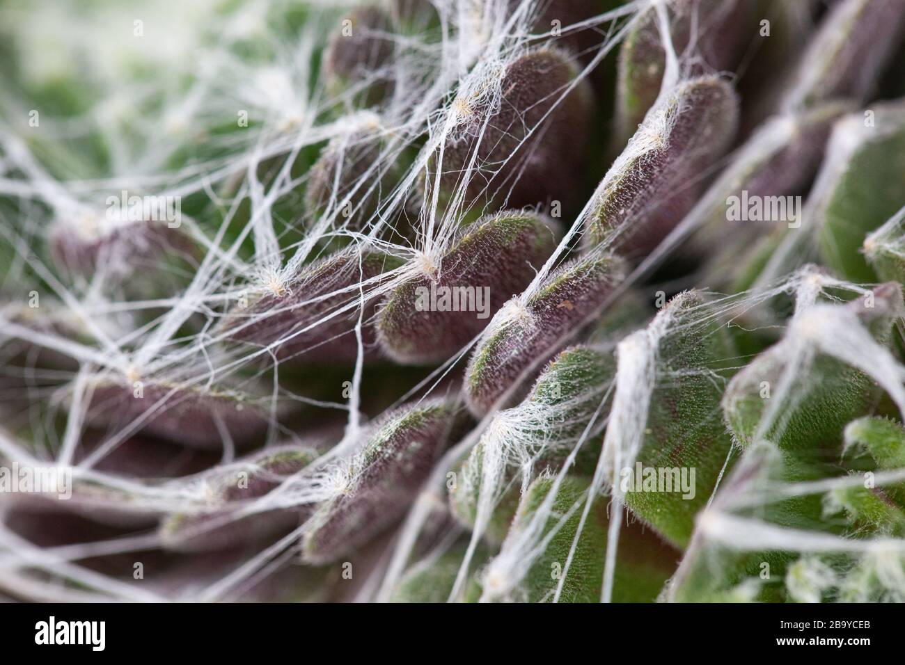 Pflanzen & Gärten - Macro of Web Covered Cactus in einem Wintergarten in Essex. Stockfoto