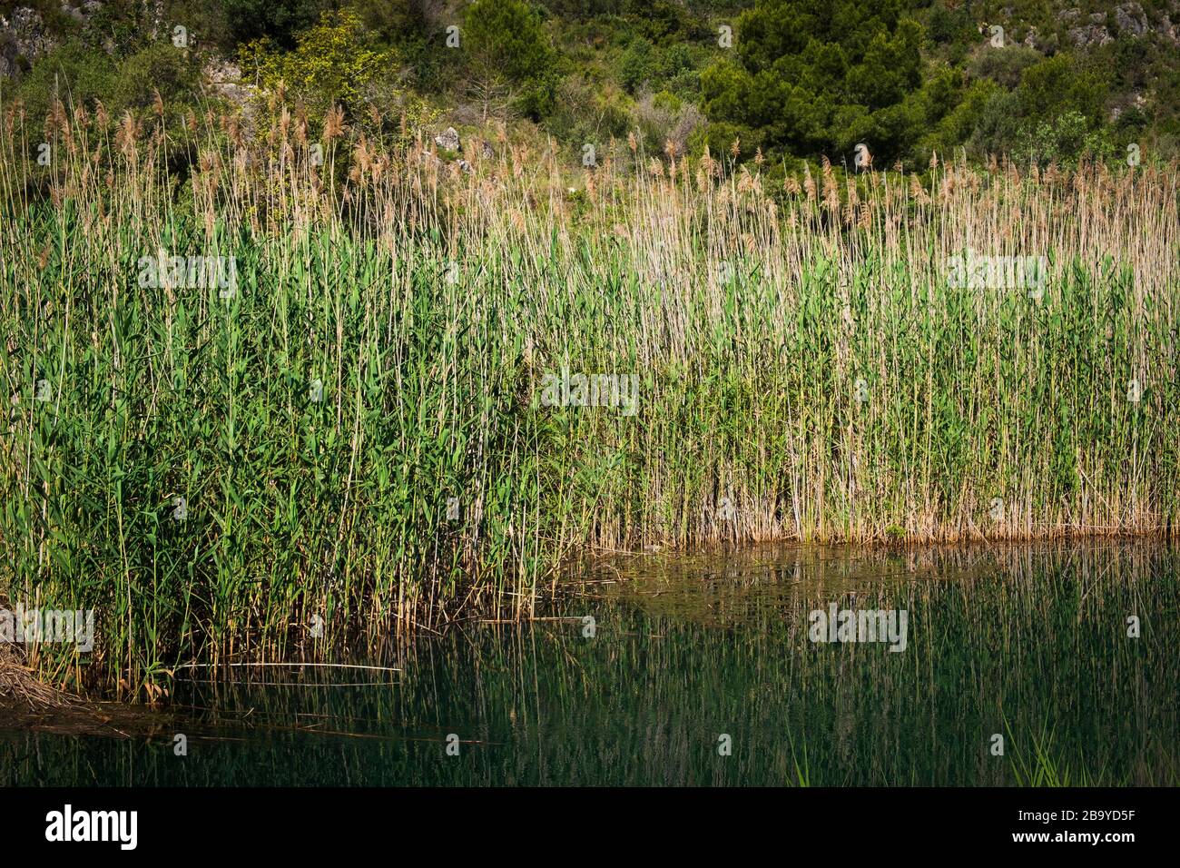 Schilf am Fluss Vedat im Marjal bei Font Salada, Oliva, SpainThe Marjal in Font Salada, Oliva, Spanien Stockfoto