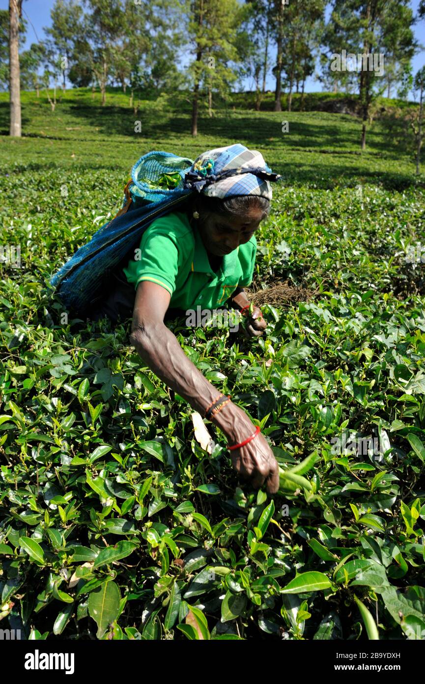 Sri Lanka, Nuwara Eliya, Teeplantage, tamilerin, die Teeblätter zupft Stockfoto