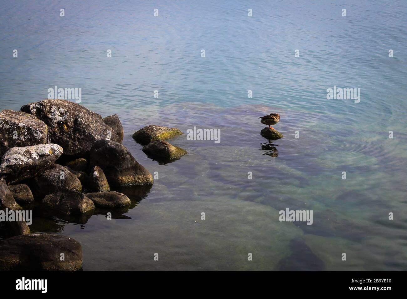 Ente steht allein schlafend im Wasser Stockfoto