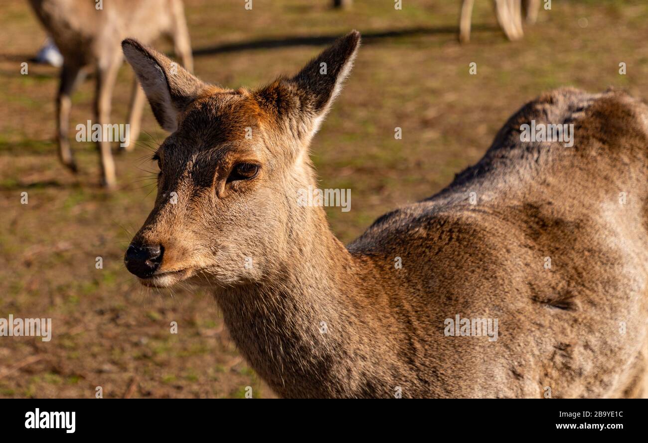 Ein Nahbild eines der sika Deers, die den Nara Park (Nara) durchstreifen. Stockfoto