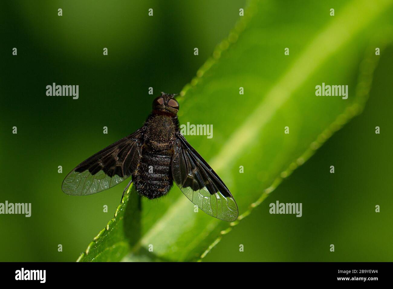 Schwarze verhüllte Bienenfliege (Hemipenthes morio) auf einem Blatt Stockfoto