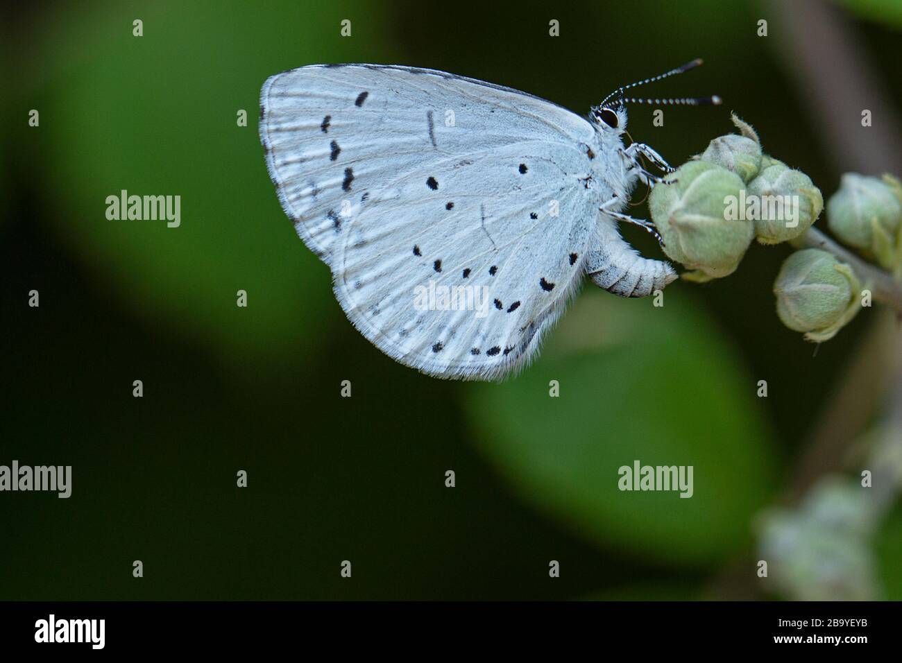 Eine weibliche Stechpalme (Celastrina argiolus), die Eier an einer Bramble-Blumenknospe legt. Stockfoto