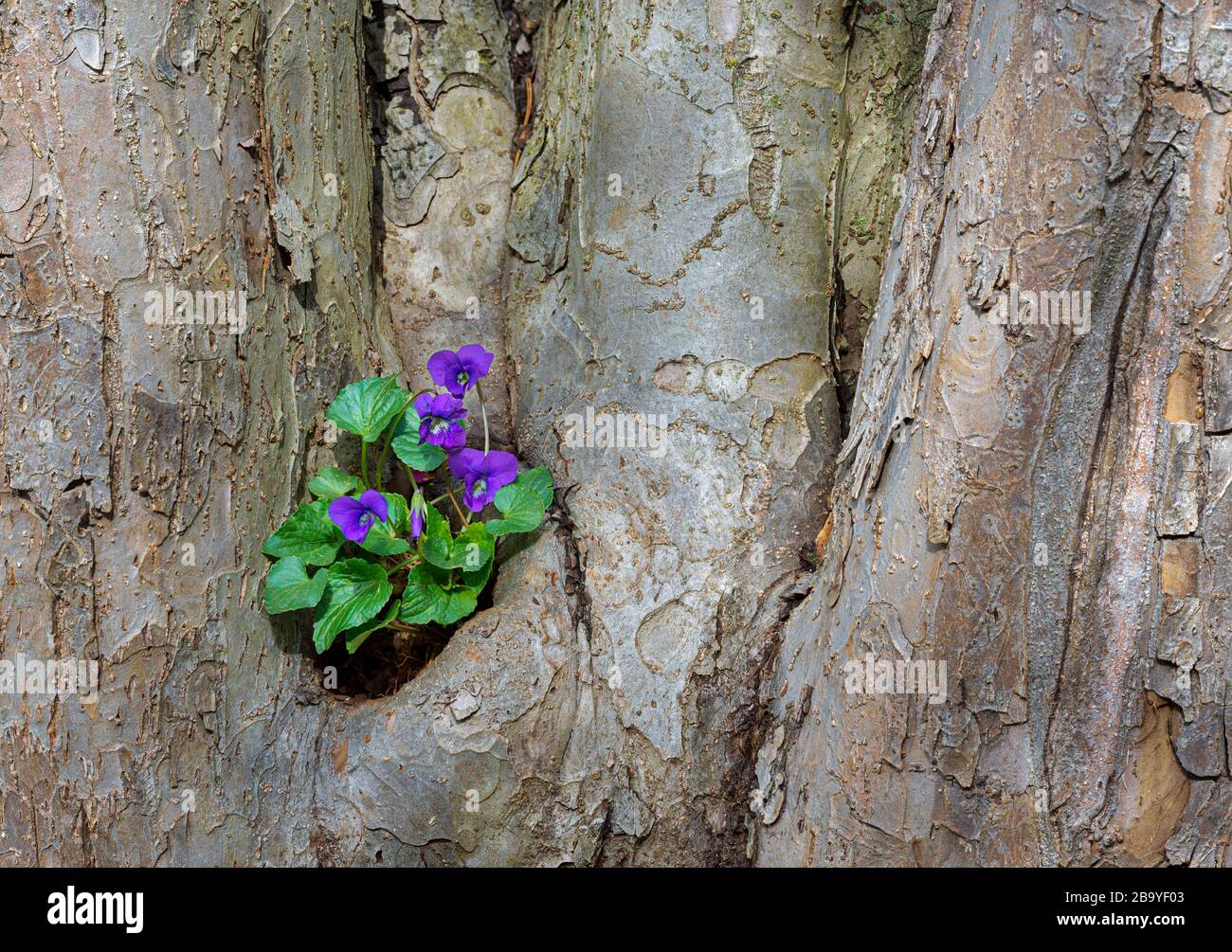 Gemeines Blauviolett (Viola sororia) wächst in Erde, das sich in einer Mulde angesammelt hatte, die sich an der Basis eines alten Krabbenbaumes (Malus sp.) gebildet hatte. Stockfoto