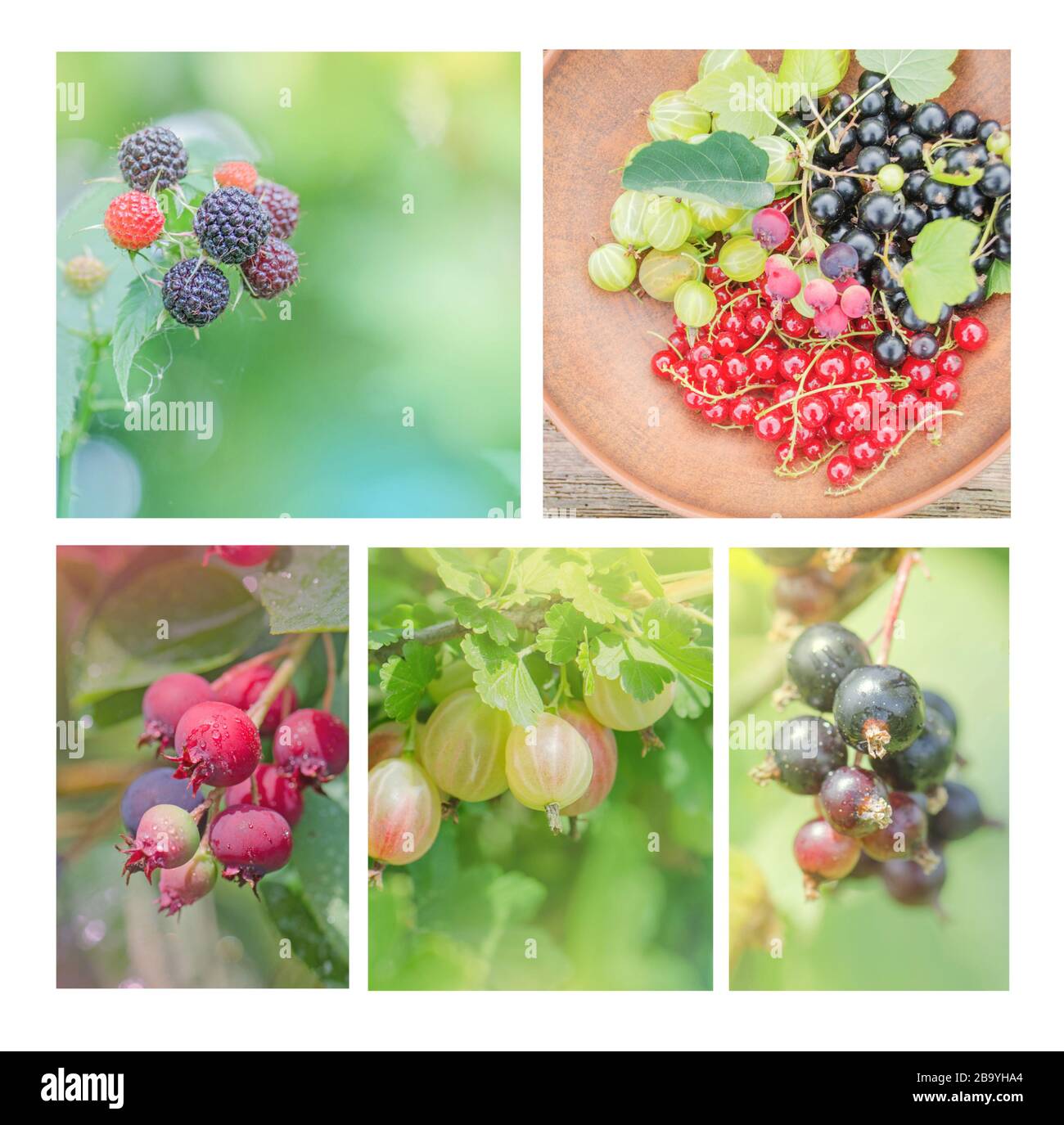 Kollektion mit verschiedenen Beeren. Gesunder Lebensmittelhintergrund. Collage von frischen Fruchtbildern. Collage aus frischen organischen Beeren im Garten Stockfoto