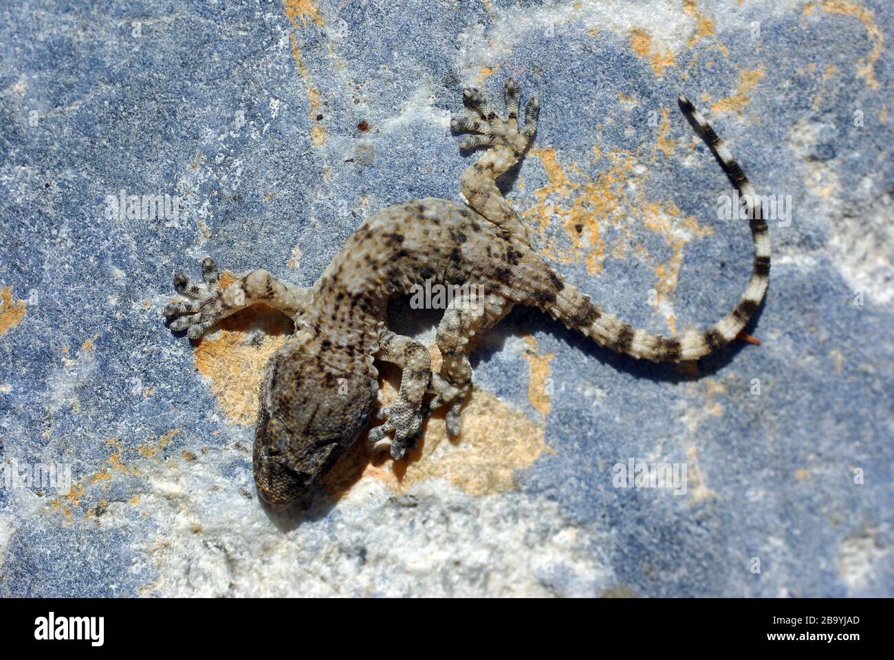 Maurisches Gecko, Tarentola mauritanica Stockfoto