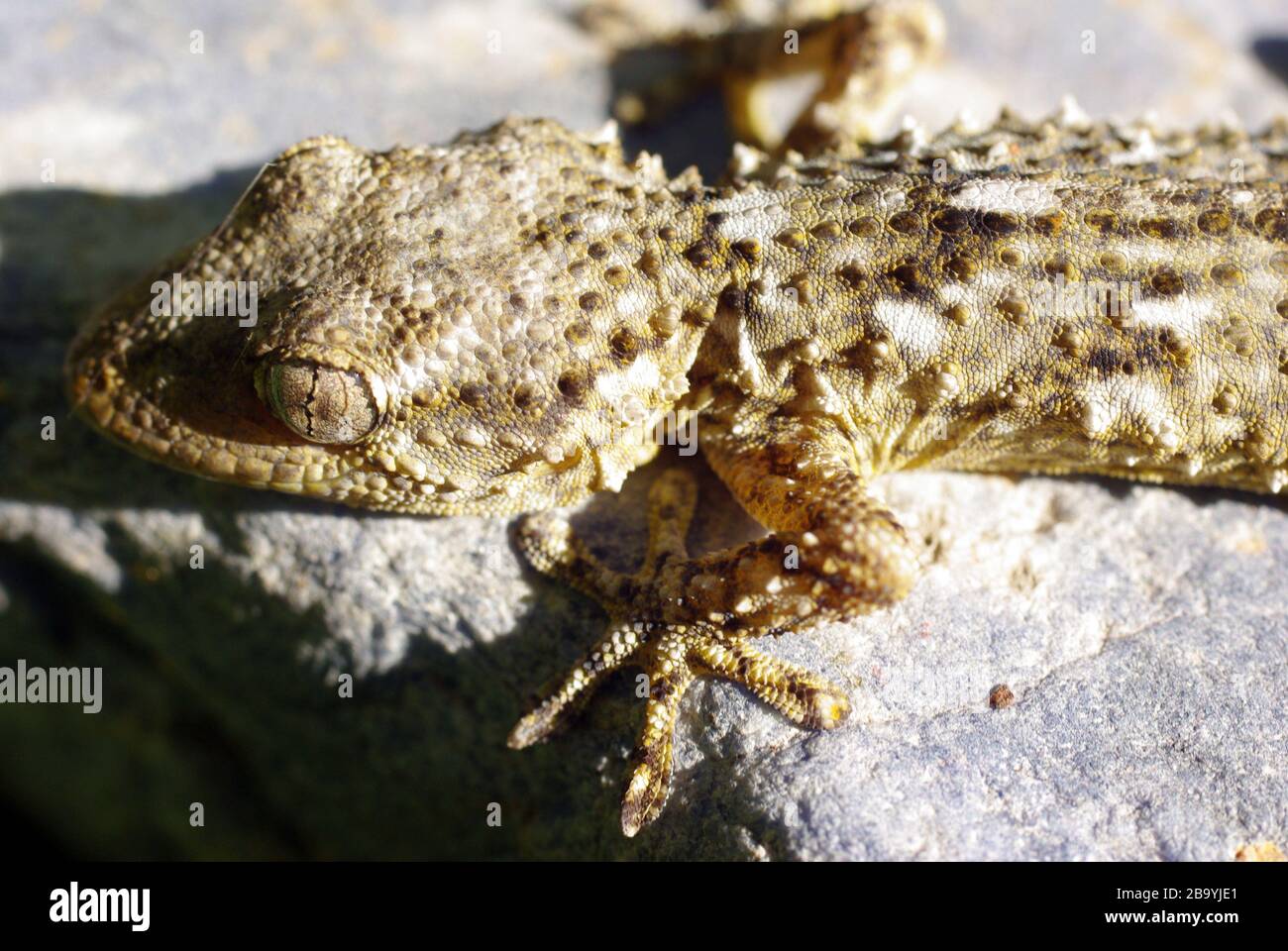 Maurisches Gecko, Tarentola mauritanica Stockfoto