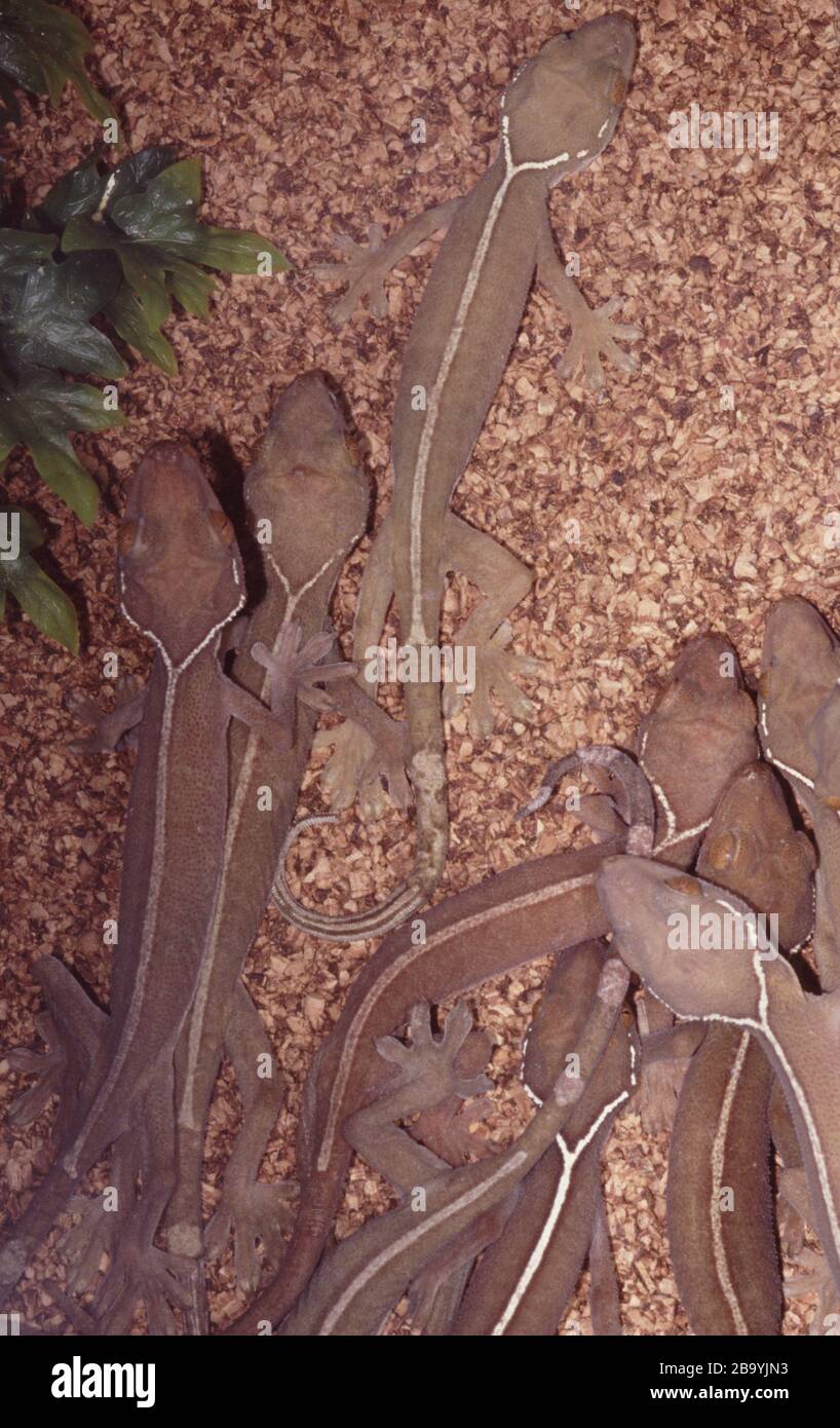 Gefütterter oder Skunk-Gecko, Gekko vittatus Stockfoto