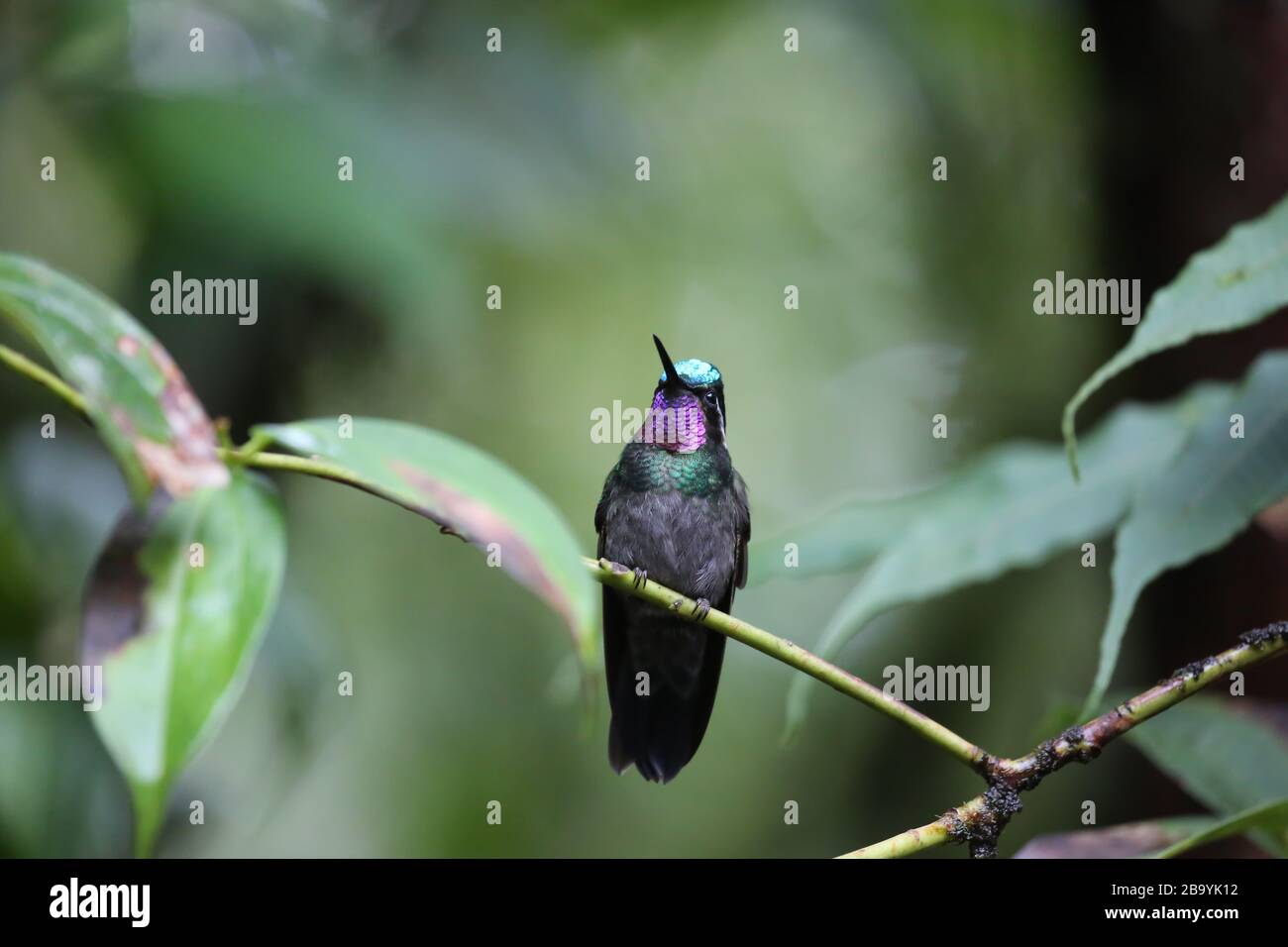 Purpurrot Kehlter Hummingbird, Costa Rica Stockfoto