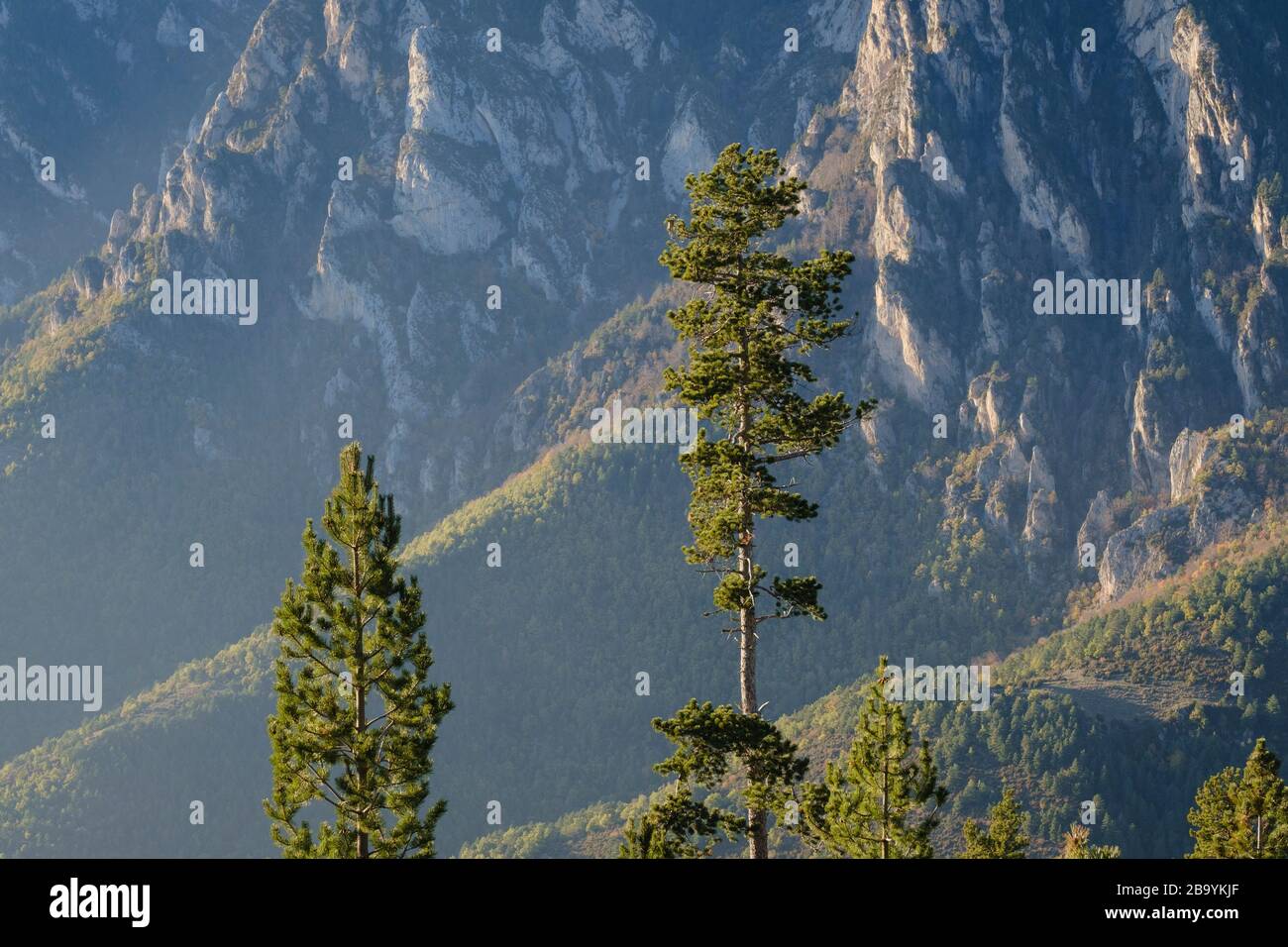 Bergkiefer (Pinus uncinata). Cadi-Moixero-Naturpark. Katalonien. Spanien. Stockfoto