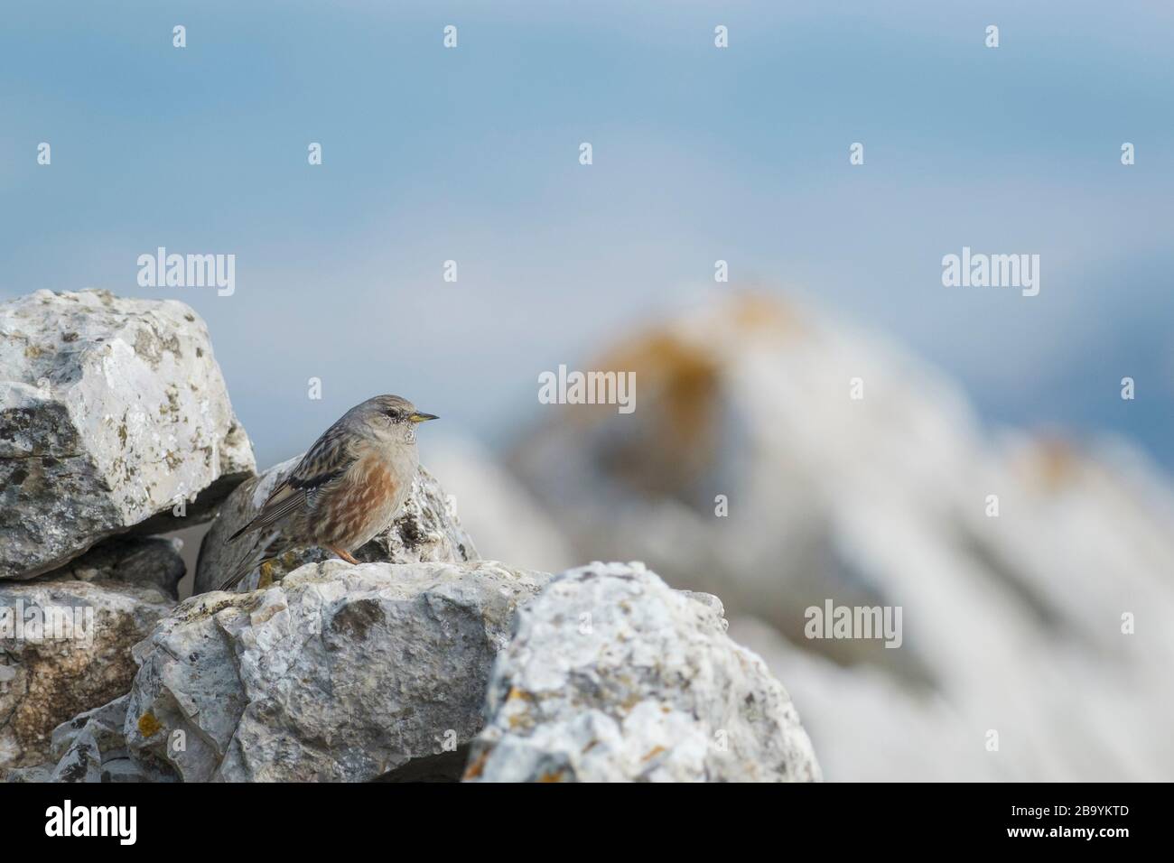 Alpine Accentor (Prunella collaris) auf Felsen gehütet. Els Ports Natural Park. Katalonien. Spanien. Stockfoto