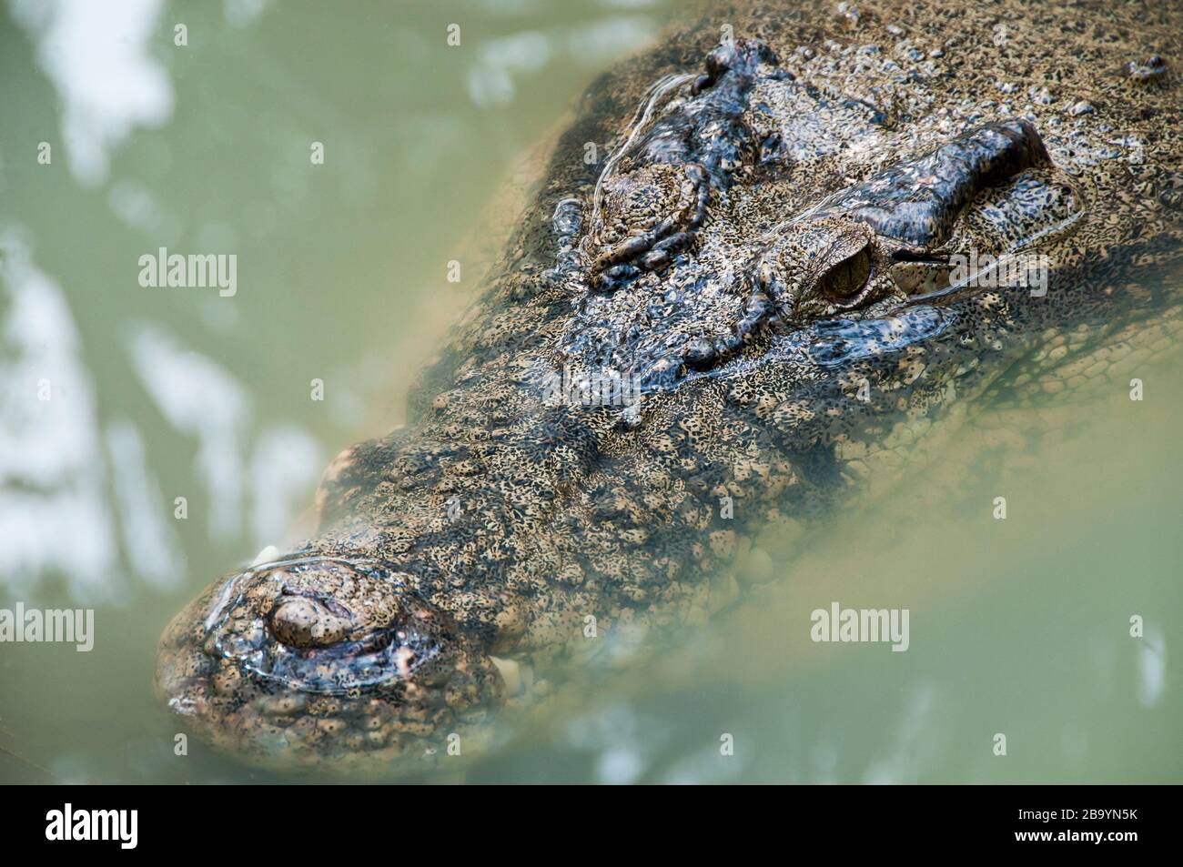 Männliches Estuarin-Salzwasserkrokodil (Crocodylus porosus), Rainforest Habitat Wildlife Sanctuary, Port Douglas, Queensland, Australien. Stockfoto