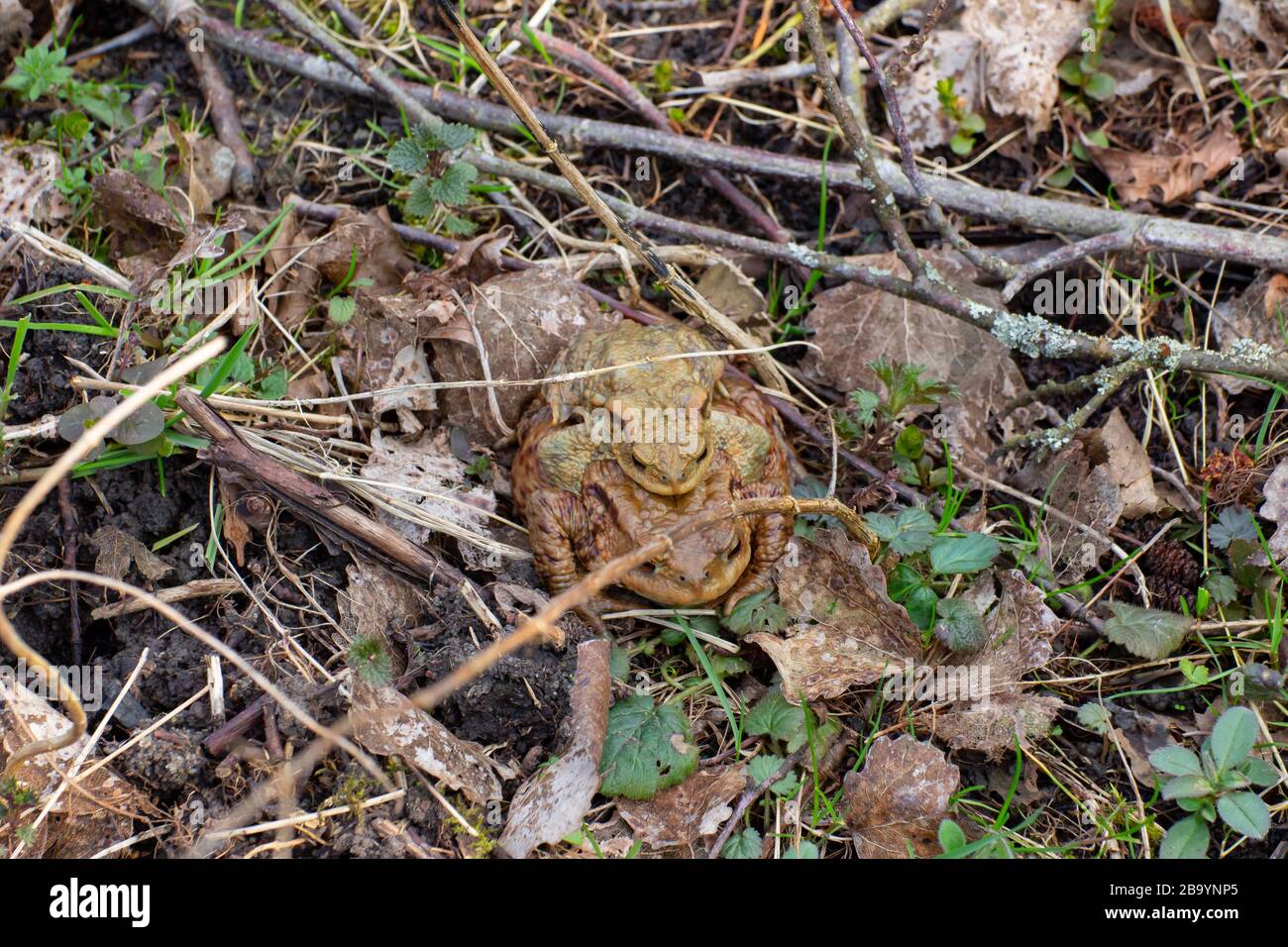 Paarungskröten, getarnt zwischen trockenen Blättern, Gras und Zweigen, Bufonidas oder Bufonem Emittunt Stockfoto