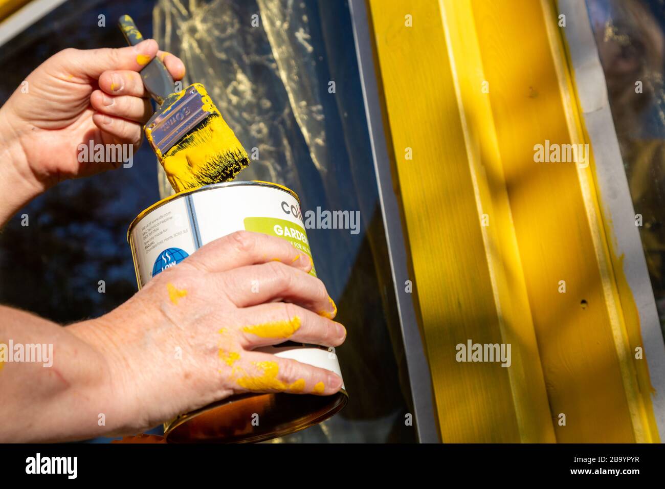 Eine Frau, die das Holz auf einem Gartenhäuschen oder einem Arbeitsplatz malt, Großbritannien Stockfoto