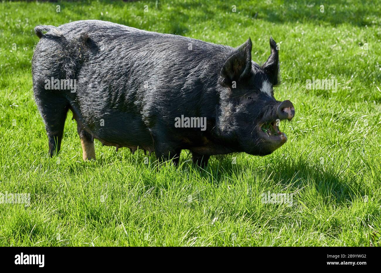 Penny the Pig eine schöne große schwarze Sau, die mit ihrem Mundopenten auf der St Werburgh's City Farm in Bristol UK isst Stockfoto