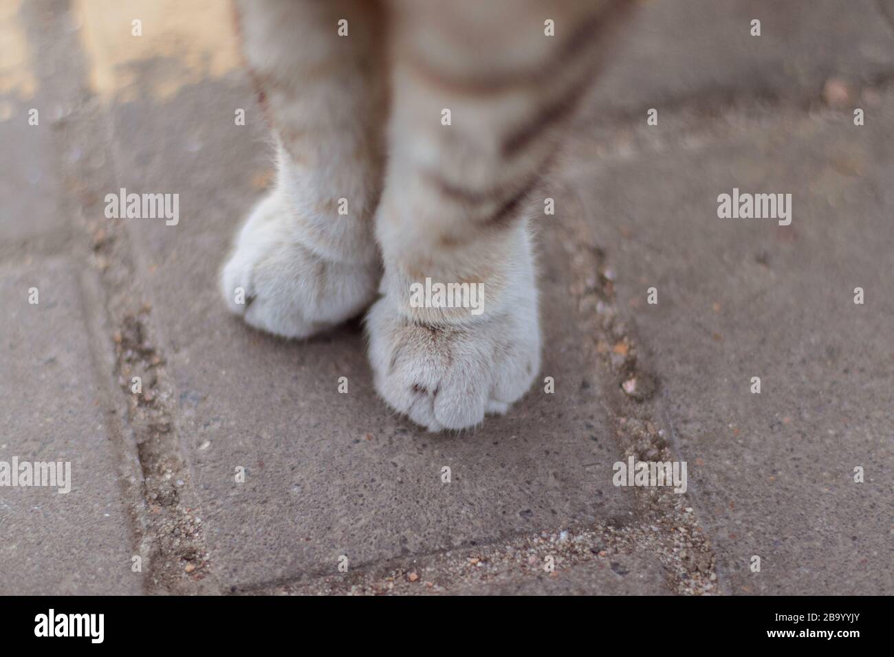 Die fast flauschigen Pfoten einer Katze draußen Stockfoto
