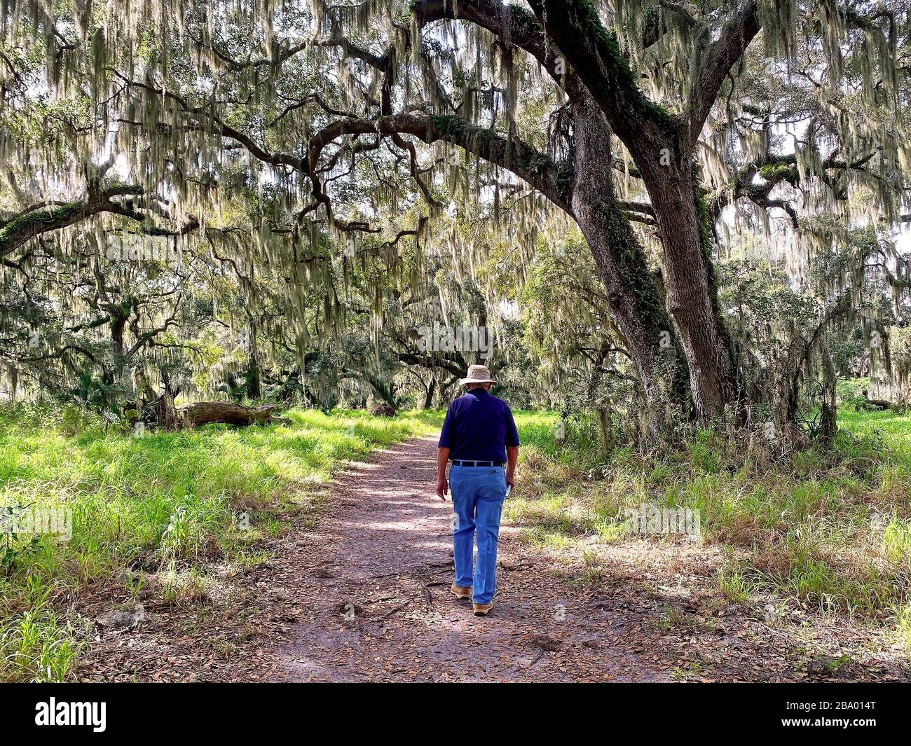 Man Walking Path; überhängende Bäume; spanisches Moos; Bewegung; friedlich; Natur; Florida; Circle B Bar Reserve; Lakeland; FL, Winter, MR Stockfoto