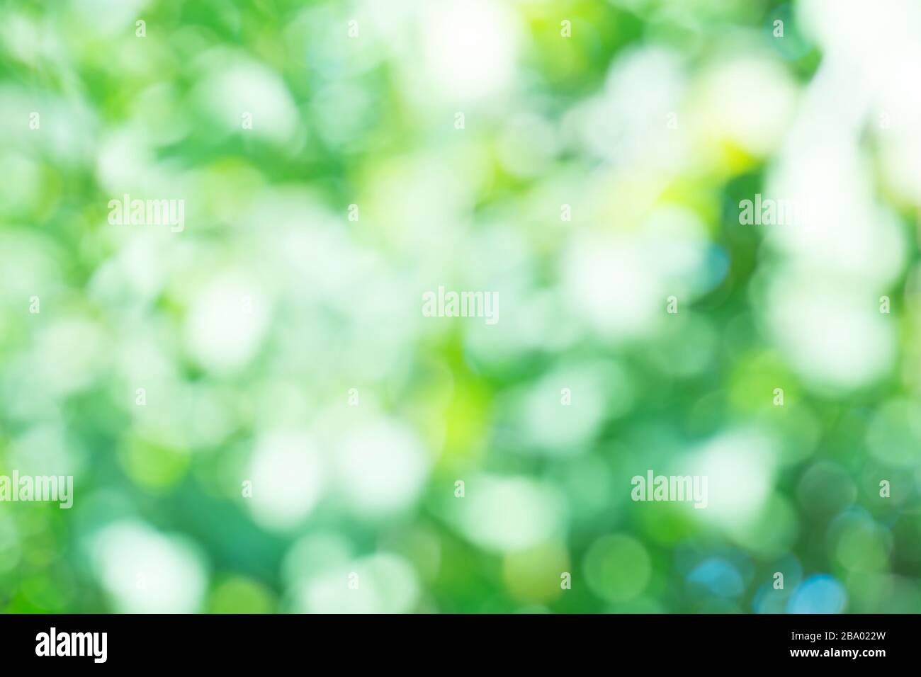 Hinterlässt Bokeh für den Naturhintergrund. Grüner Bokeh-Hintergrund. Abstrakter grüner Hintergrund entschärft Stockfoto