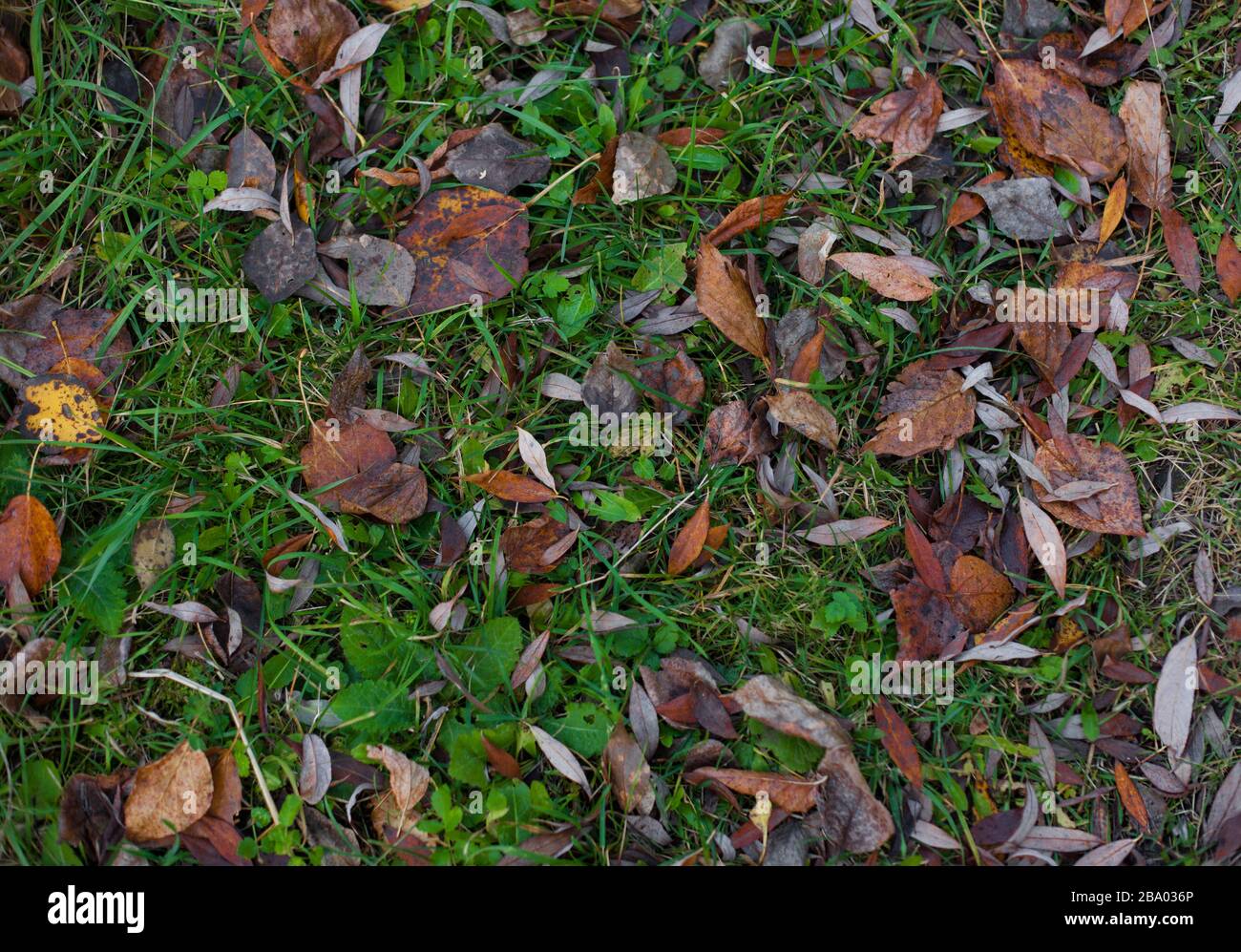 Struktur von hellgrünem Gras mit blassbraunen Blättern. Abstrakter Naturhintergrund Stockfoto