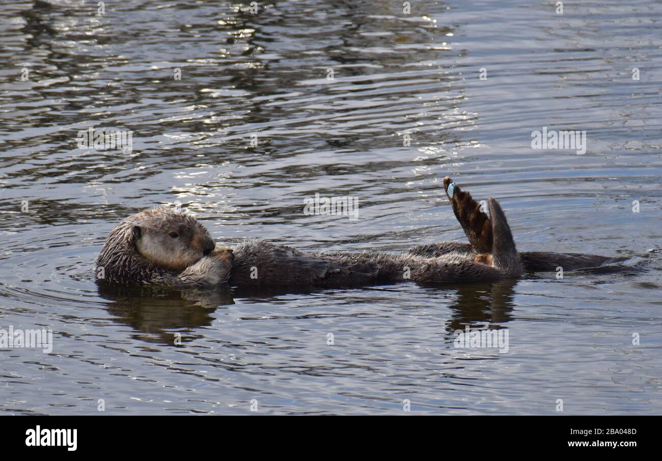 Ein Seeotter (Enhyra lutris) mit seinem Flipper, der von Forschern markiert wird, ruht auf seinem Rücken im Moss Landing Harbor in Kalifornien Stockfoto