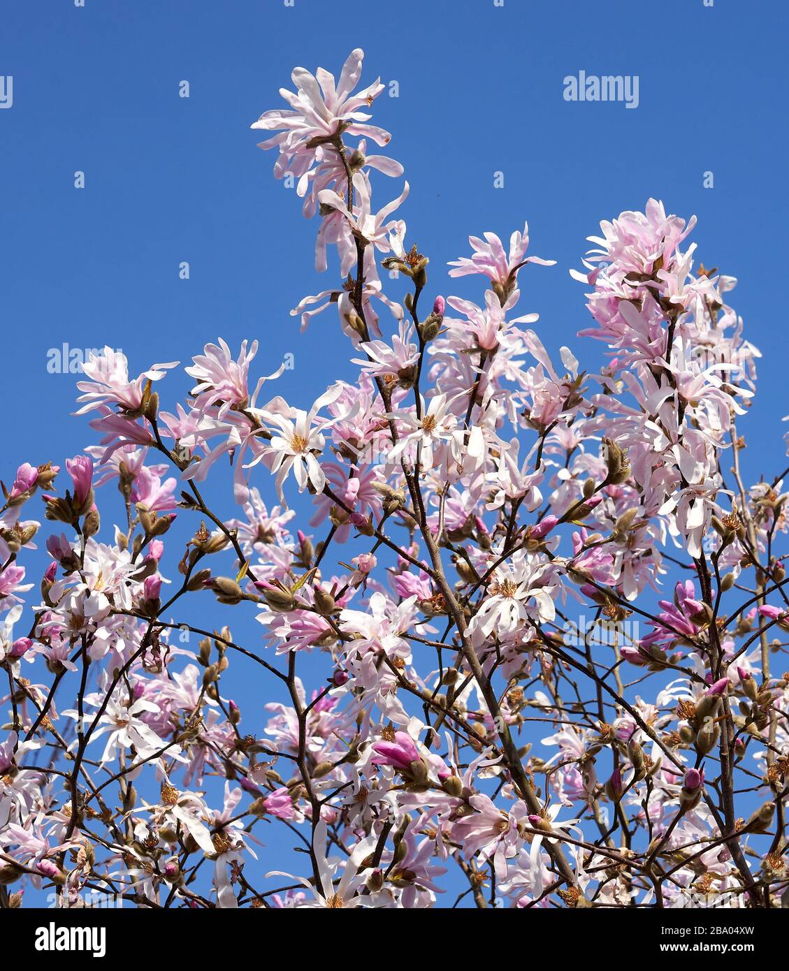 Magnolia stellata Rosea eine rosafarbene Sorte des Sternen-Magnolien-Baums im Frühjahr - Somerset UK Stockfoto