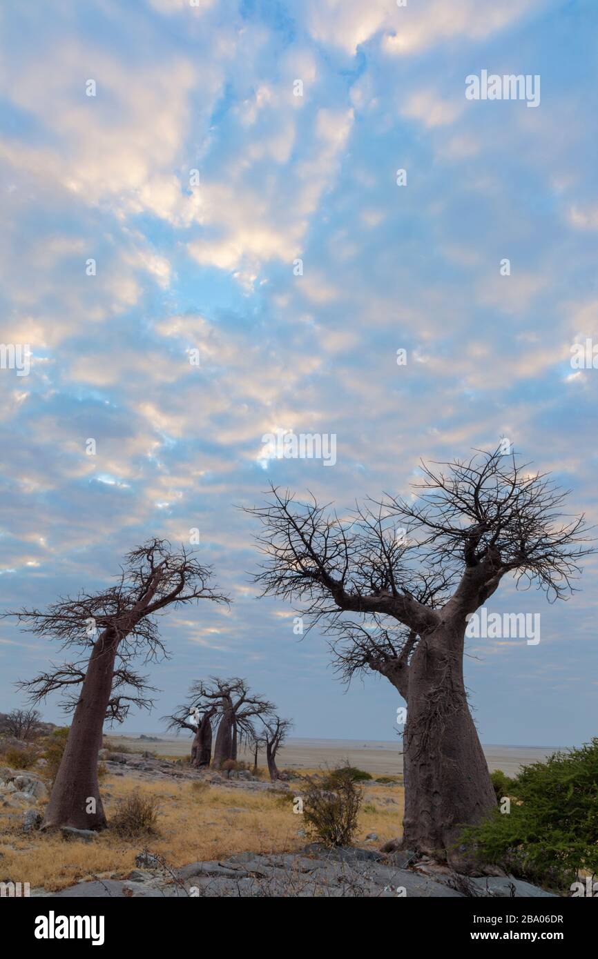 Baobab Bäumen bei Kubu Insel Stockfoto