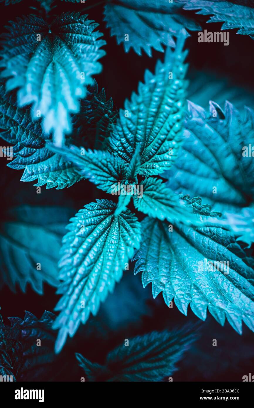Grüne Brennnessel Pflanzen botanischen natürlichen Hintergrund. Frische Kräuterkulisse mit Kopierraum Stockfoto