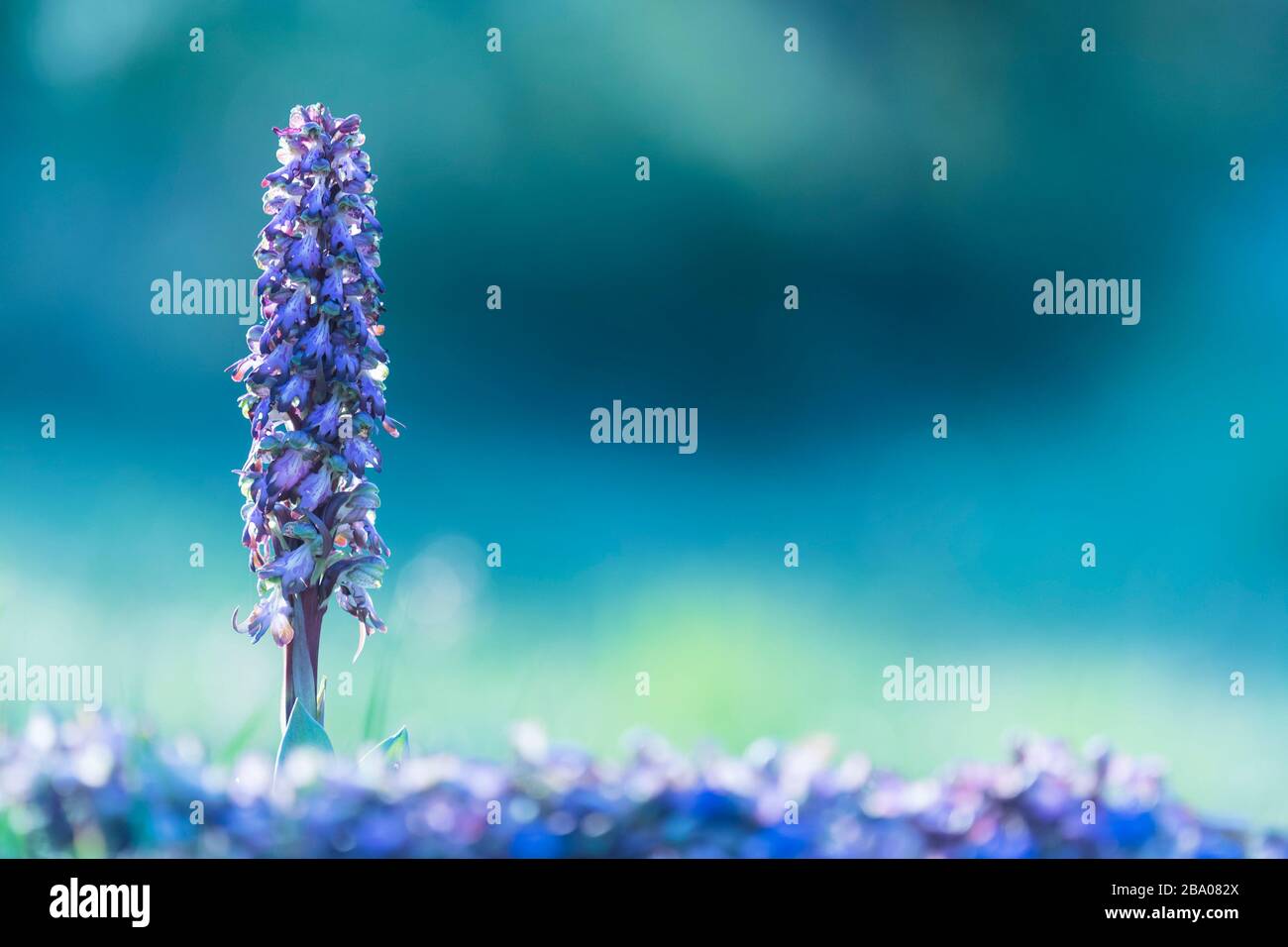 Eine wilde Orchidee im Morgenlicht Stockfoto