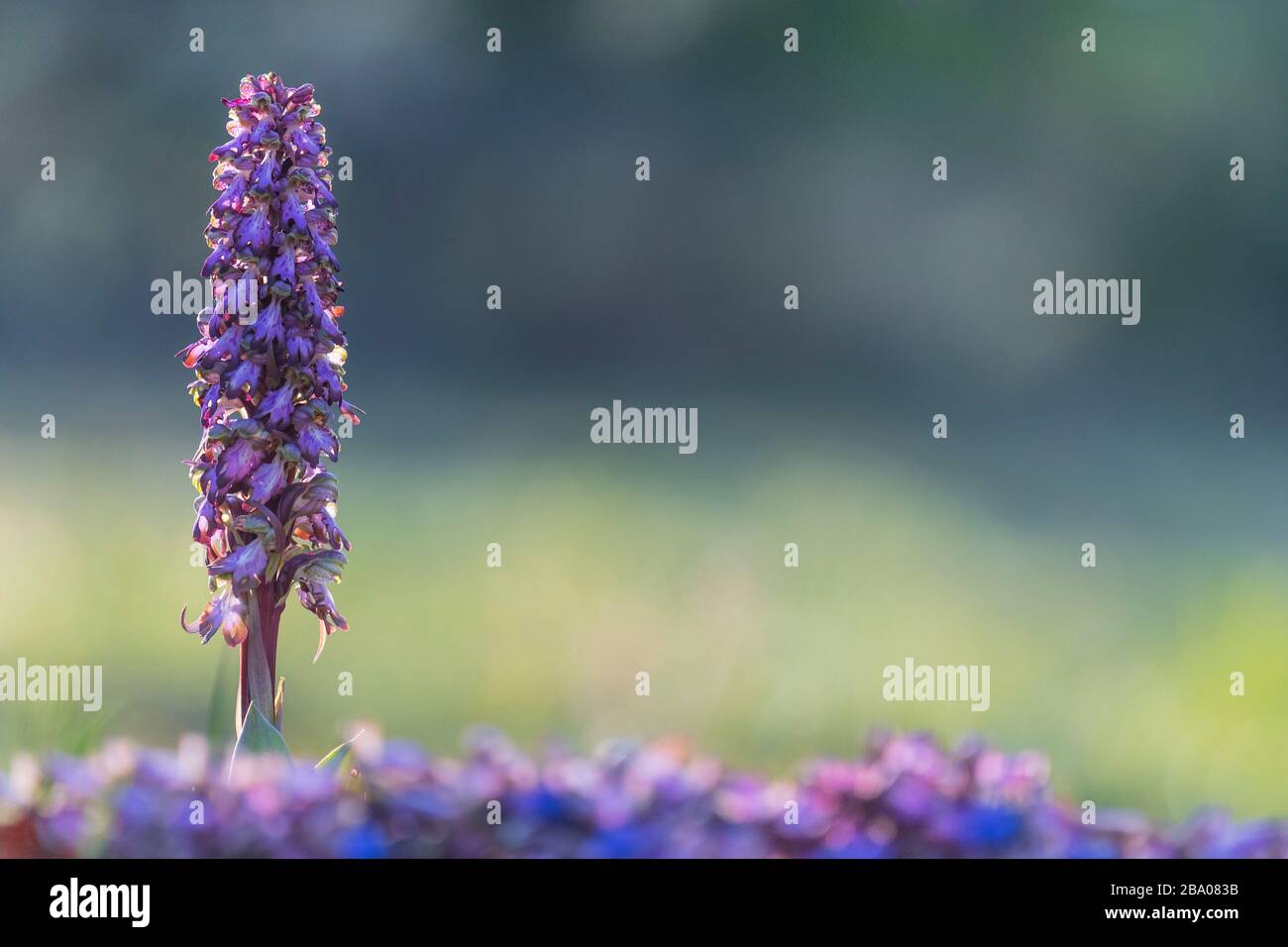 Eine wilde Orchidee im Morgenlicht Stockfoto