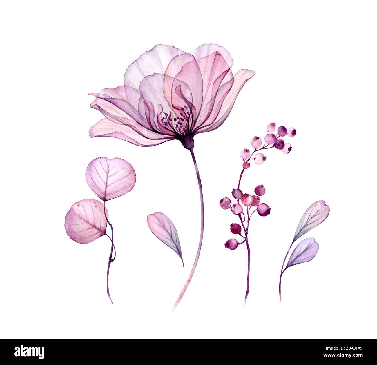 Weiß-isoliertes Blumenset mit Aquarellmuster. Transparente Rosensammlung mit Blättern, Beeren, Zweigen in Pastellrosa, grau, violett, violett. Botanisch Stockfoto