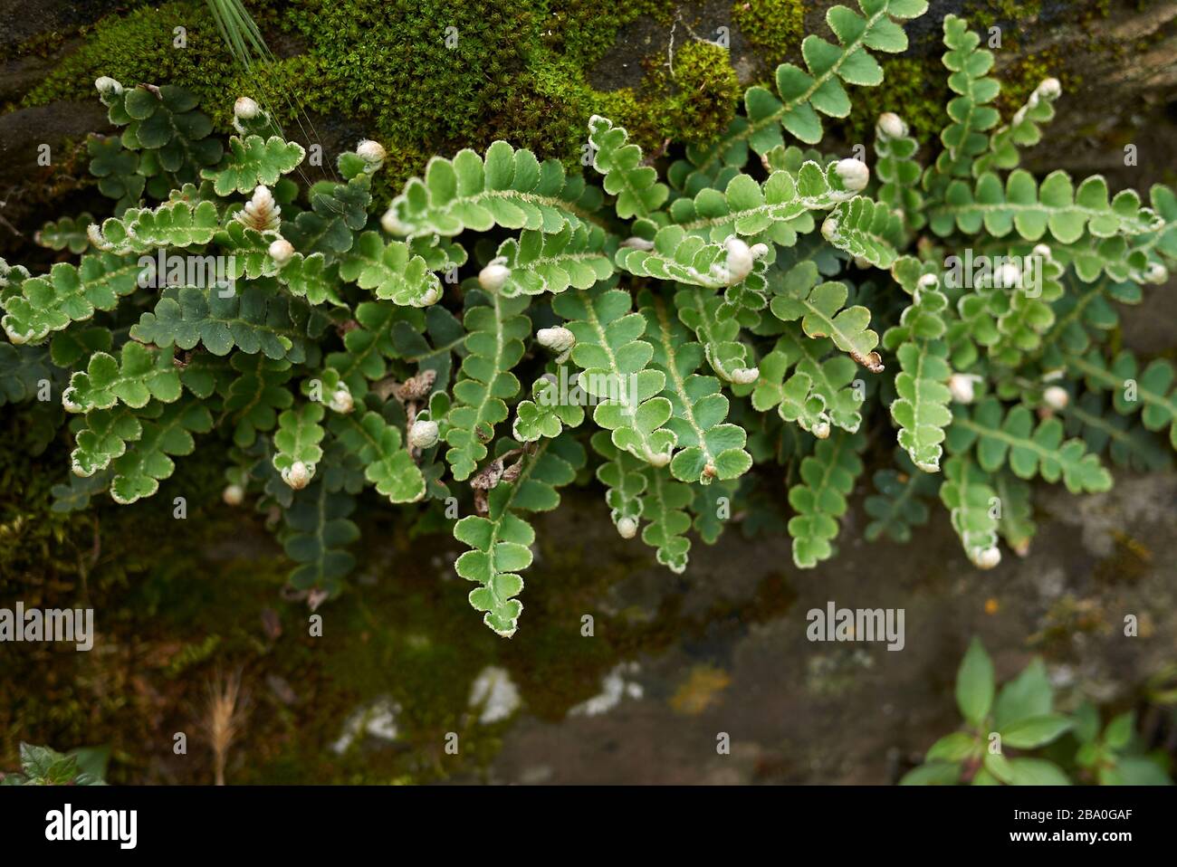 Asplenium ceterach grüne Blätter schließen sich an Stockfoto