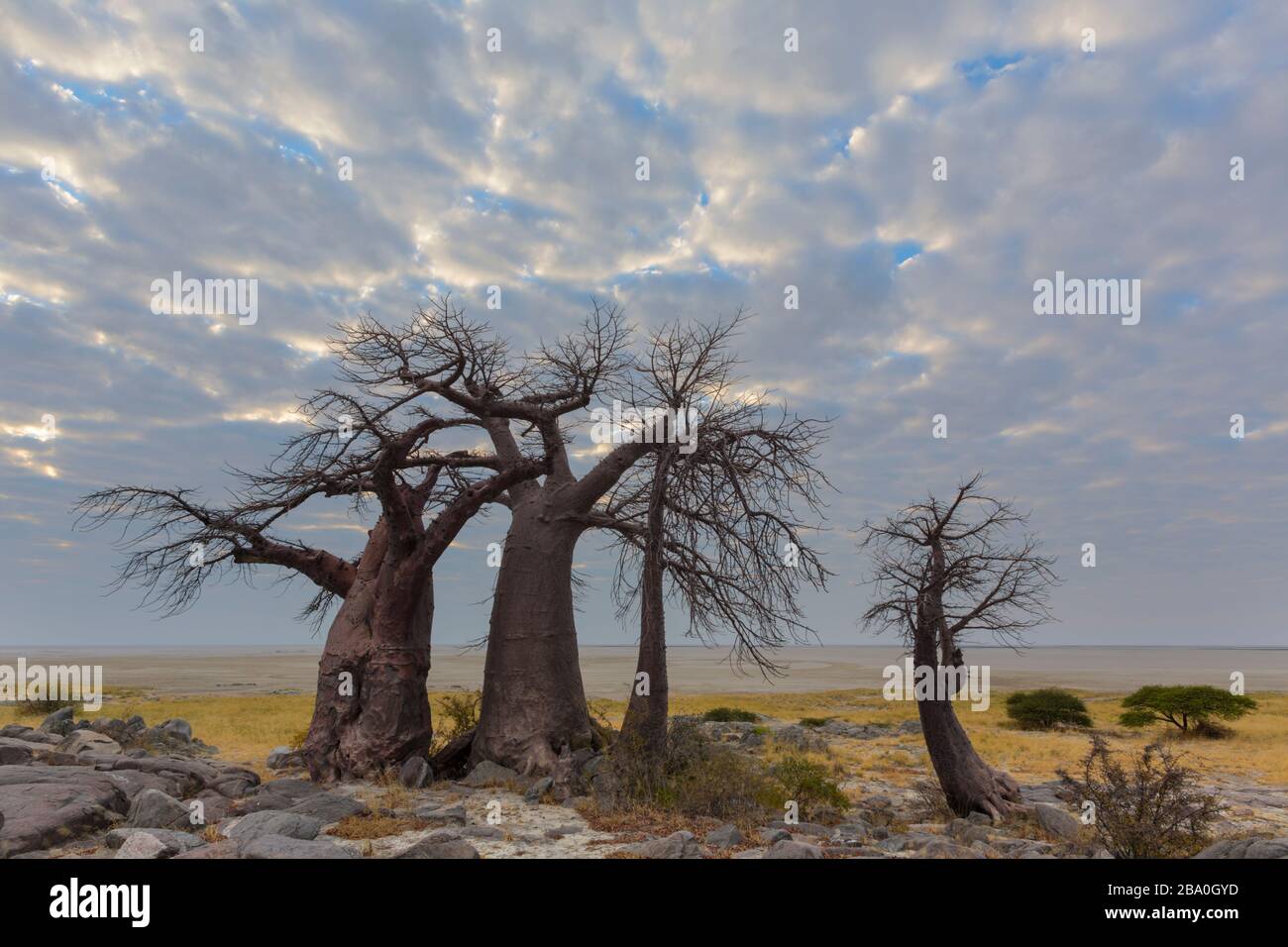 Baobab-Bäume und Wolken auf der Kubu-Insel Stockfoto