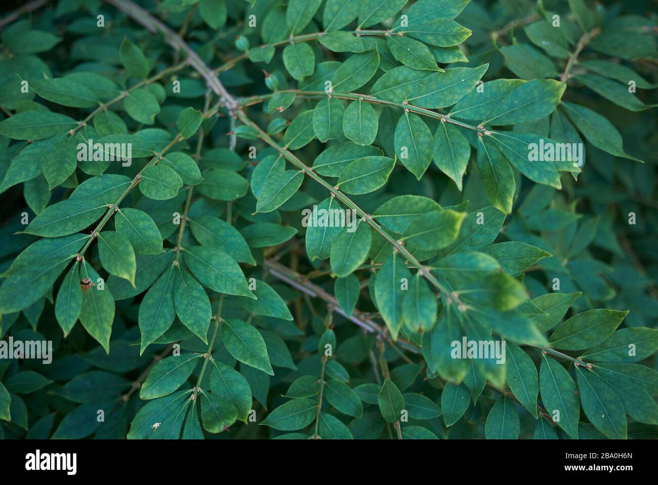 Euonymus alatus frisches grünes Laub Stockfoto