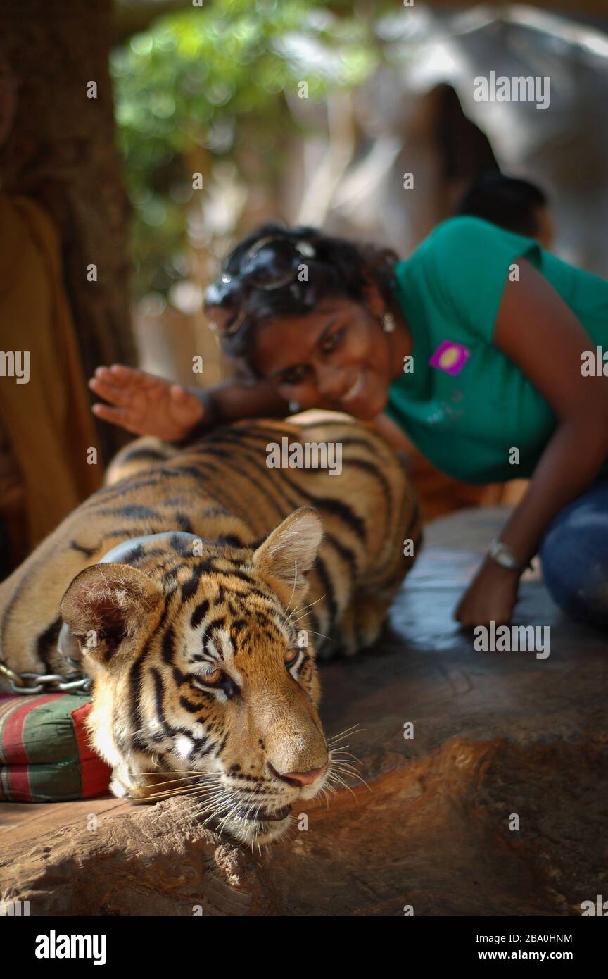 Besucher dürfen im Wat Pha Luang Ta Bua in Thailand für Bilder mit den Tigern posieren. Stockfoto