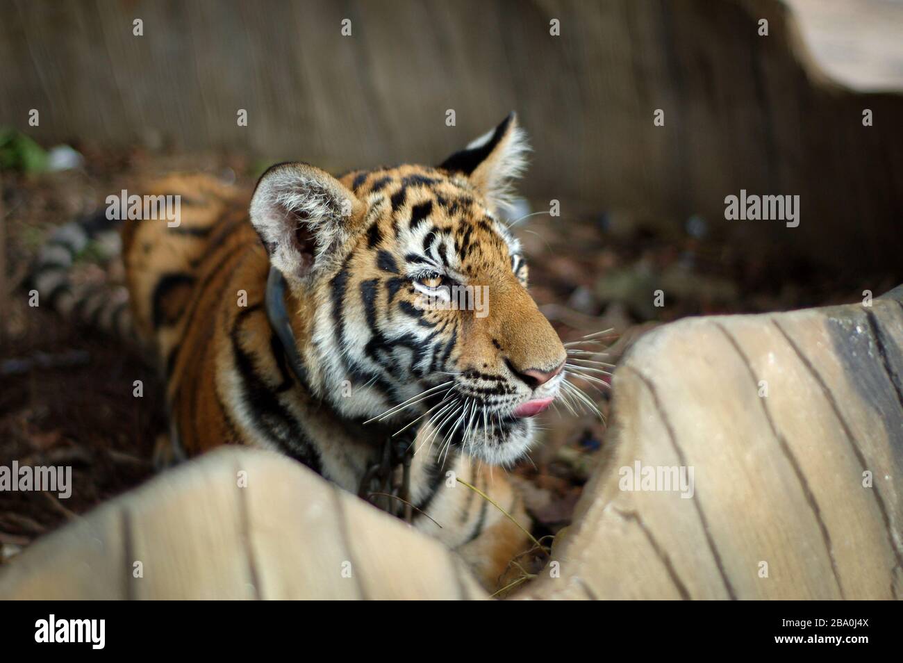 Besucher dürfen im Wat Pha Luang Ta Bua in Thailand für Bilder mit den Tigern posieren. Stockfoto