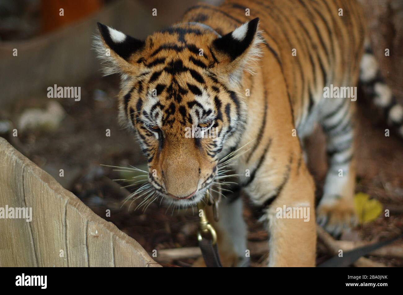 Besucher dürfen im Wat Pha Luang Ta Bua in Thailand für Bilder mit den Tigern posieren. Stockfoto