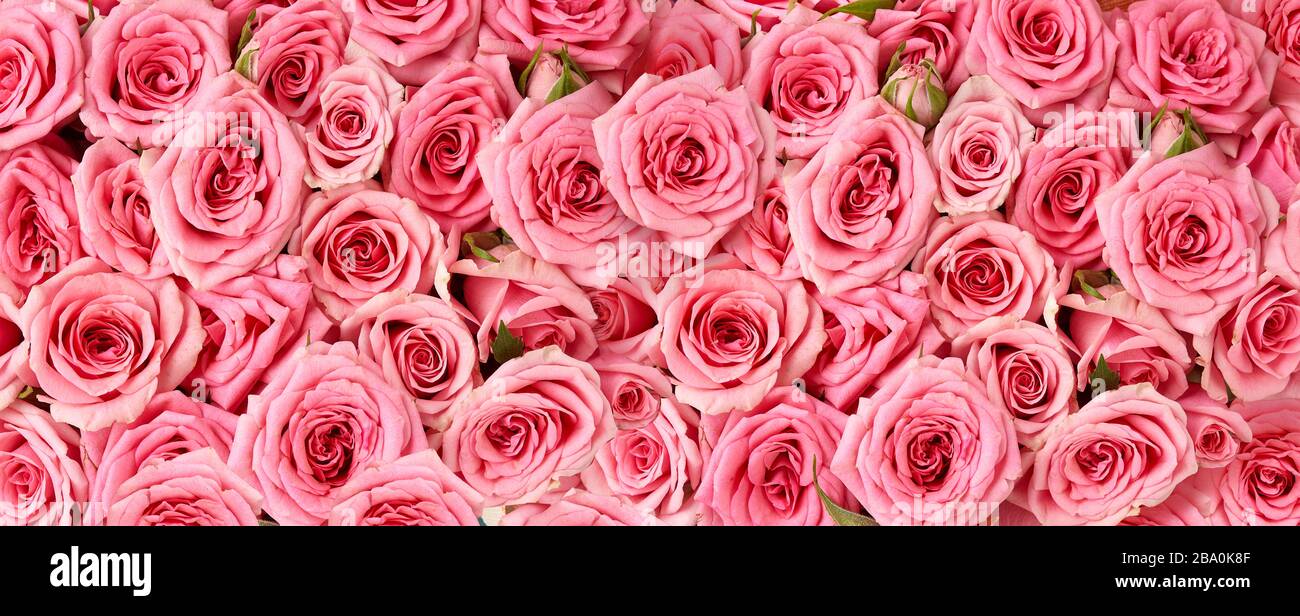Hintergrundbild der rosafarbenen Rosen. Draufsicht auf Rosenblüten. Studio mit Blumen. Stockfoto