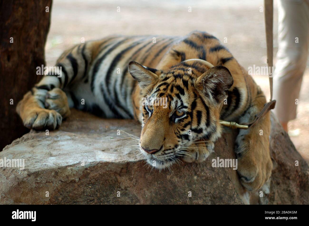 Besucher dürfen im Wat Pha Luang Ta Bua in Thailand für Bilder mit den Tigern posieren. Stockfoto