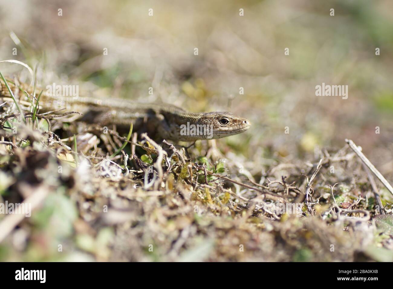 Gemeinen Eidechse (Zootoca Vivipara) Stockfoto