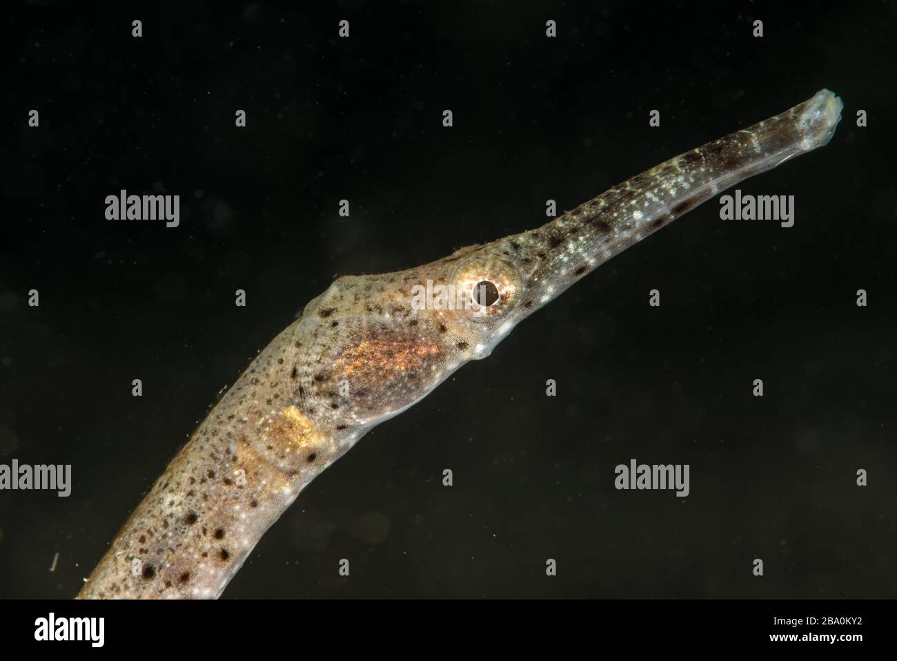 Lebewesen aus Lembeh - Unterwassermakro Fotografie Stockfoto