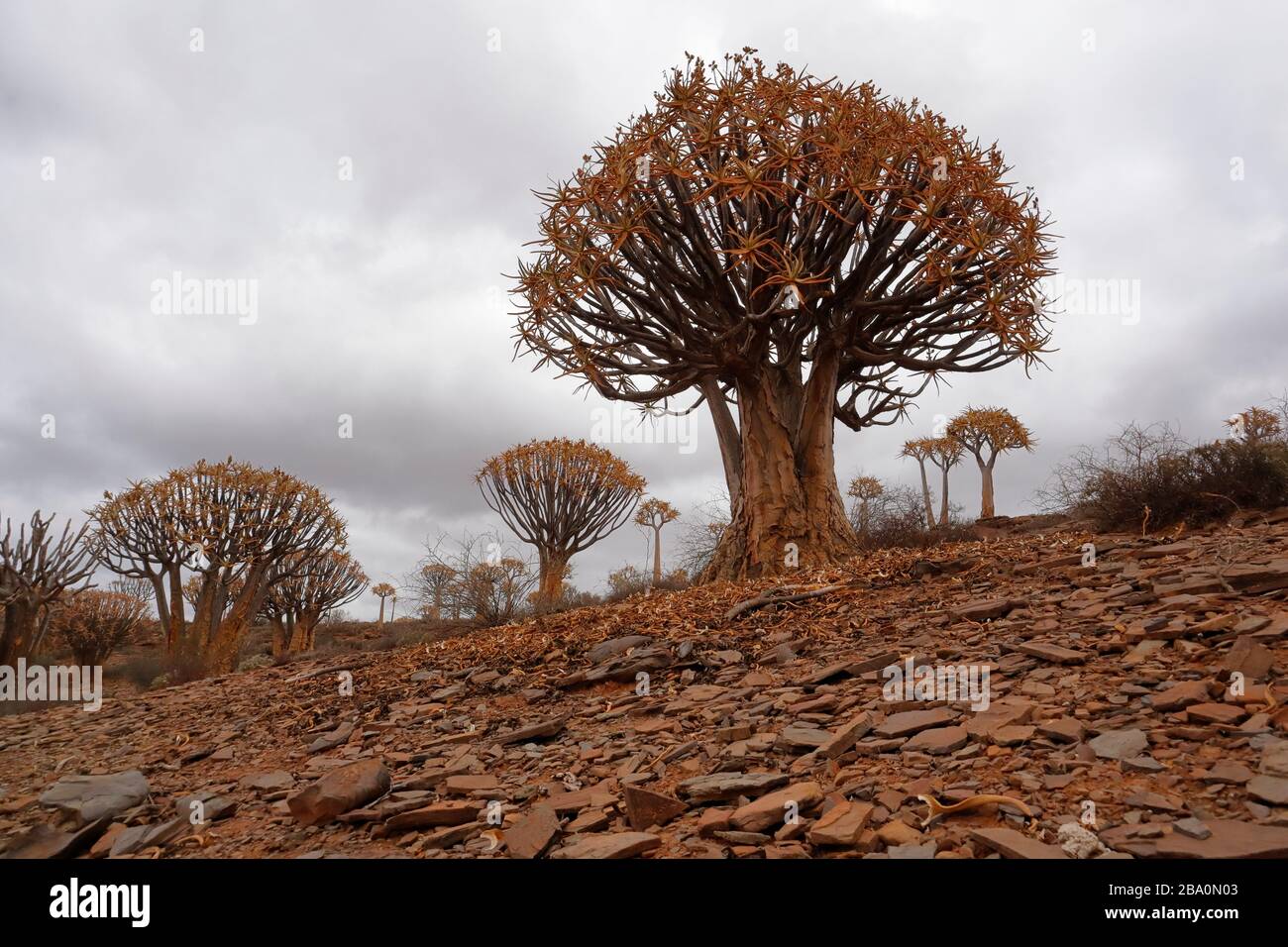Köcher Tree Forest außerhalb der Stadt Nieuwoudtville, Provinz Northern Cape, Südafrika Stockfoto