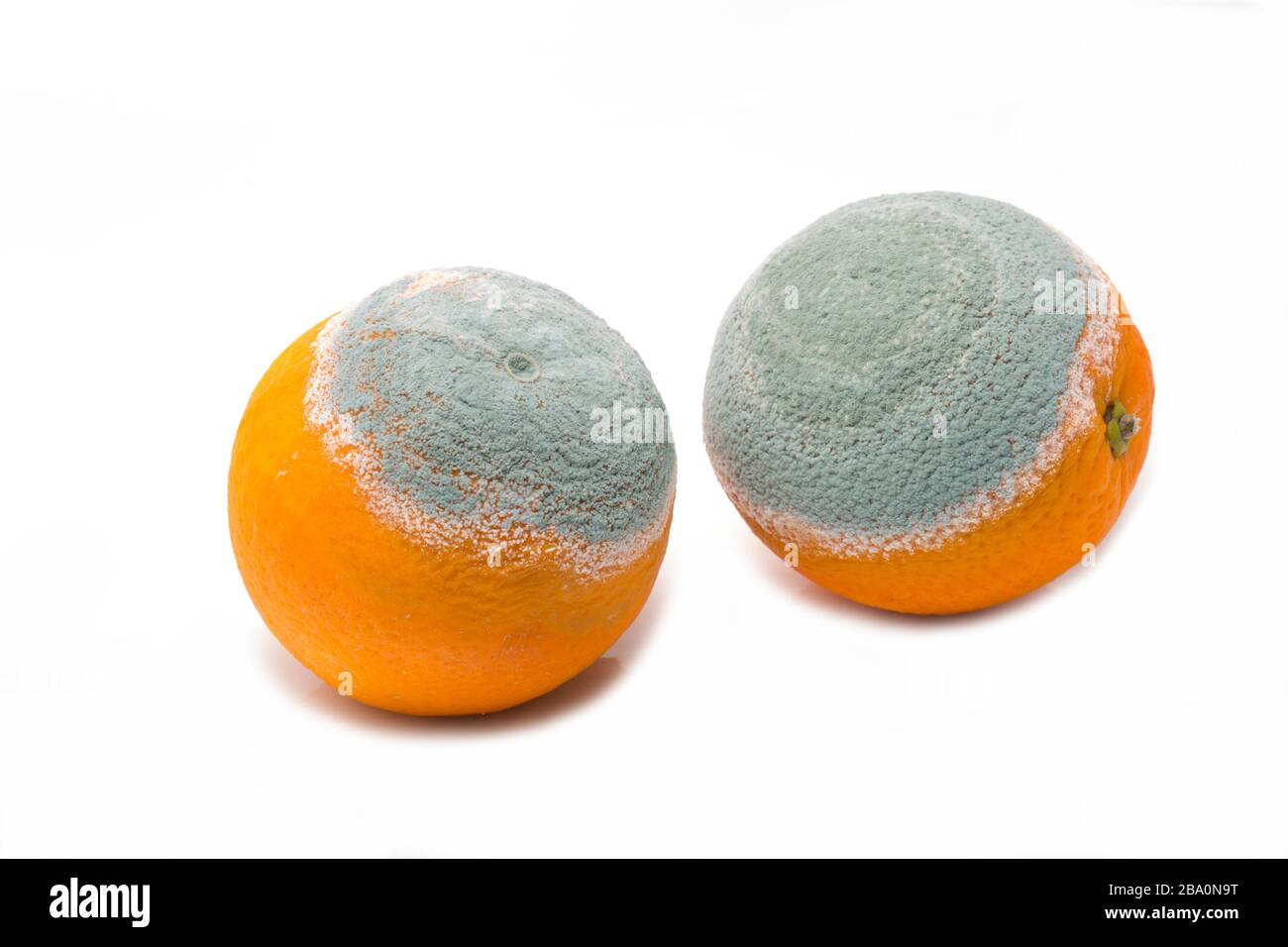 Zwei schimmelige Orangen, die verrottet sind. Weißer Hintergrund. England GB Stockfoto