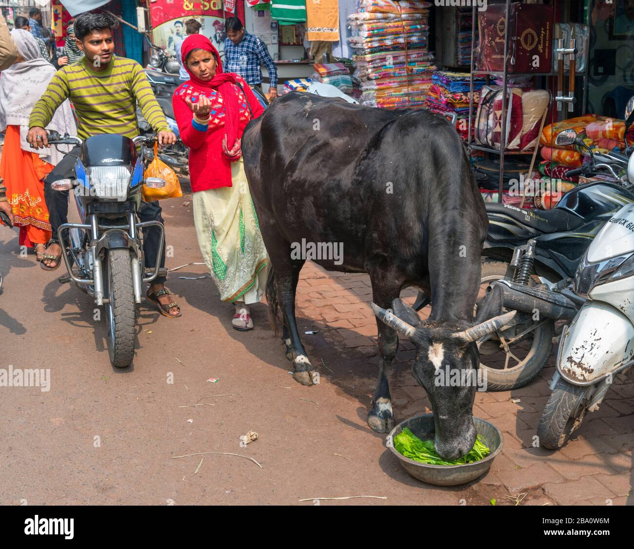 Streunende Kuh auf einer Straße in Agra, Uttar Pradesh, Indien. Kühe gelten im Hinduismus als heilig und wandern frei durch Straßen in Städten. Stockfoto