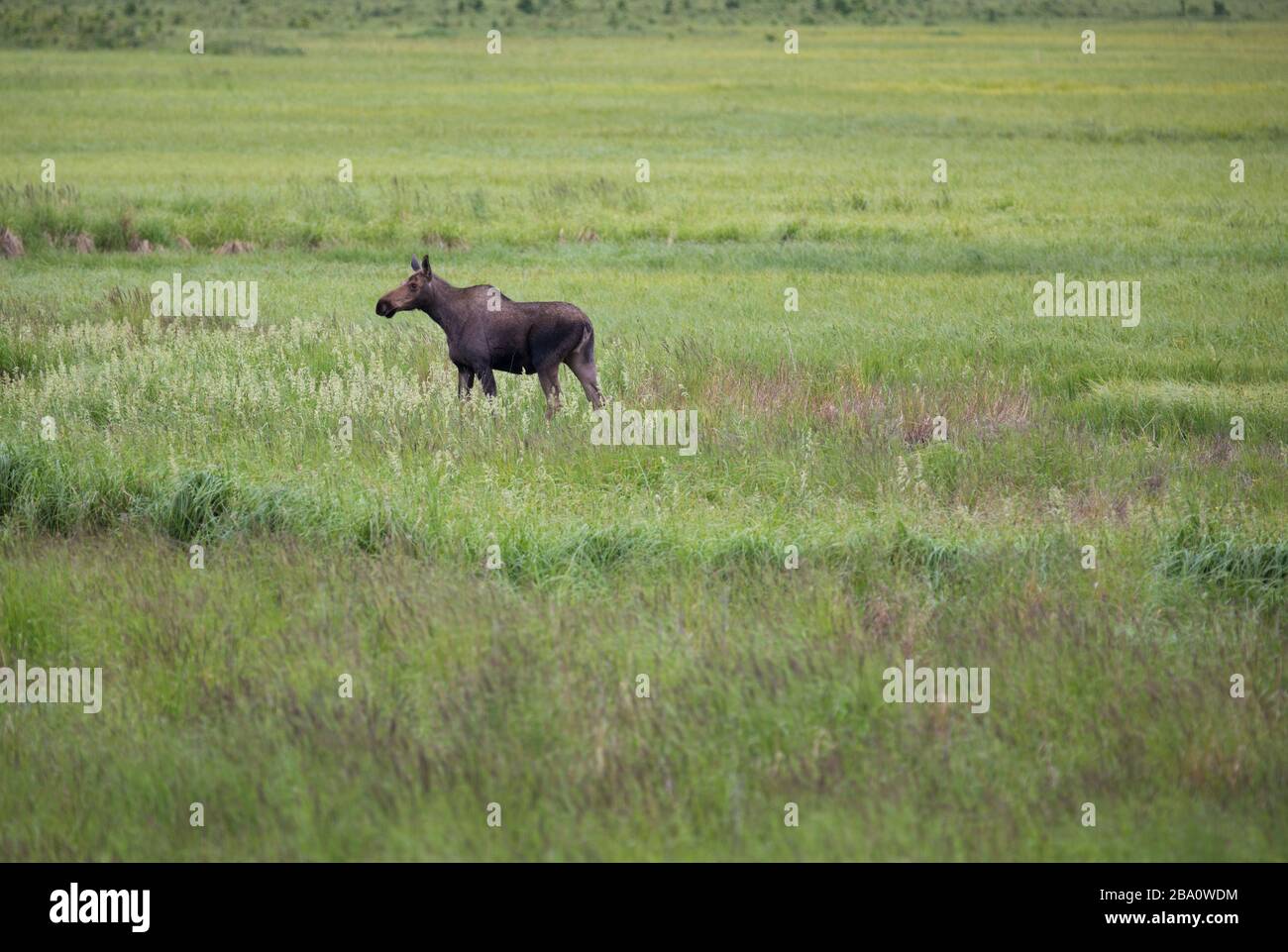 Elchweibchen, die in einem grasbewachsenen Feld spazieren Stockfoto