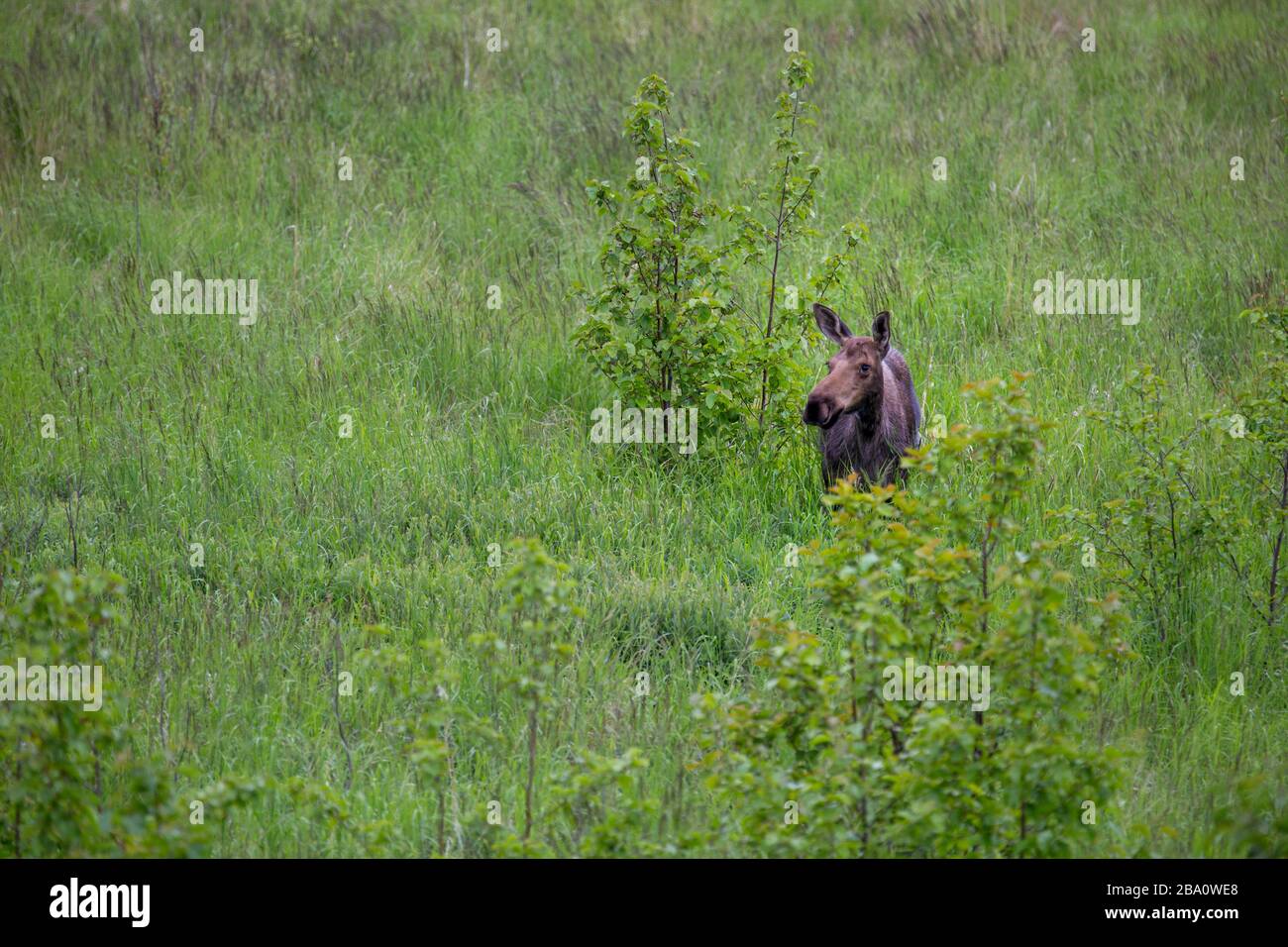 Elchweibchen in einem grasbewachsenen Feld, mit Blick auf die Kamera Stockfoto