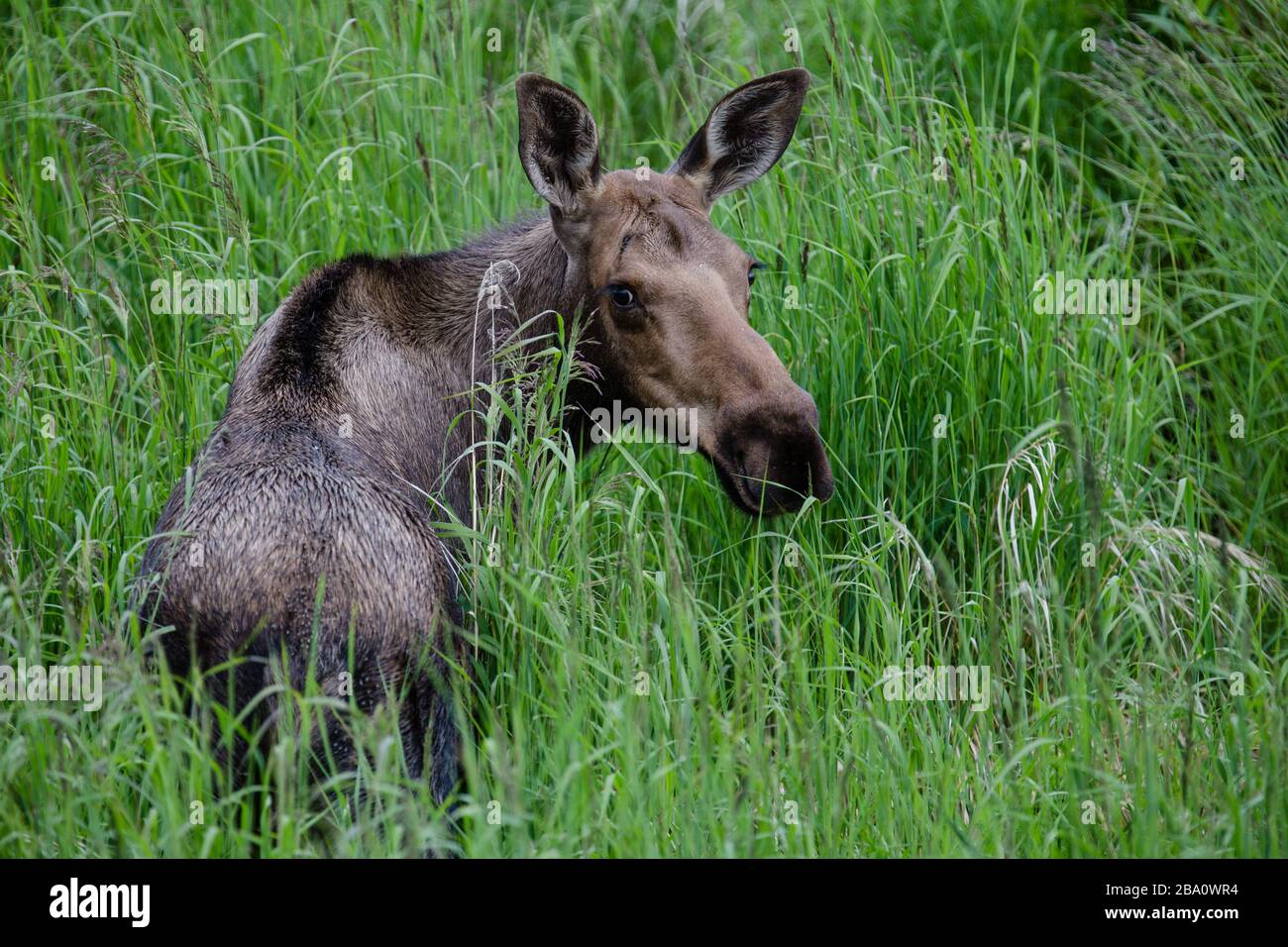 Elch schaut über ihre Schulter Stockfoto