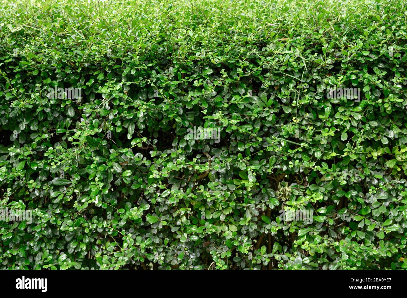 Naturzaun aus siamesischem Rohstrauch im Hinterhof Stockfoto